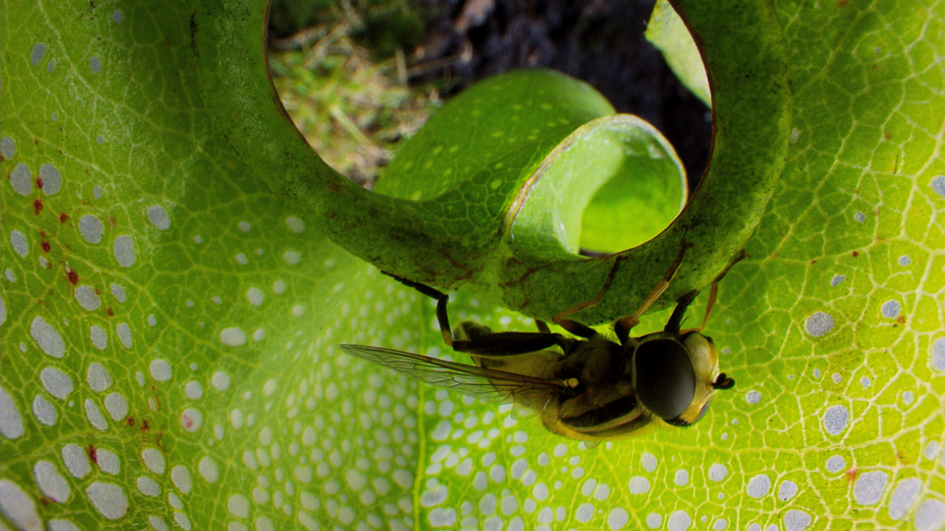 A close-up of a green insect clinging to the inside of a vibrant green leaf with circular patterns showcases life at the limits. The leaf forms a tubular shape with an opening at the top, creating a unique natural environment for this resilient creature.