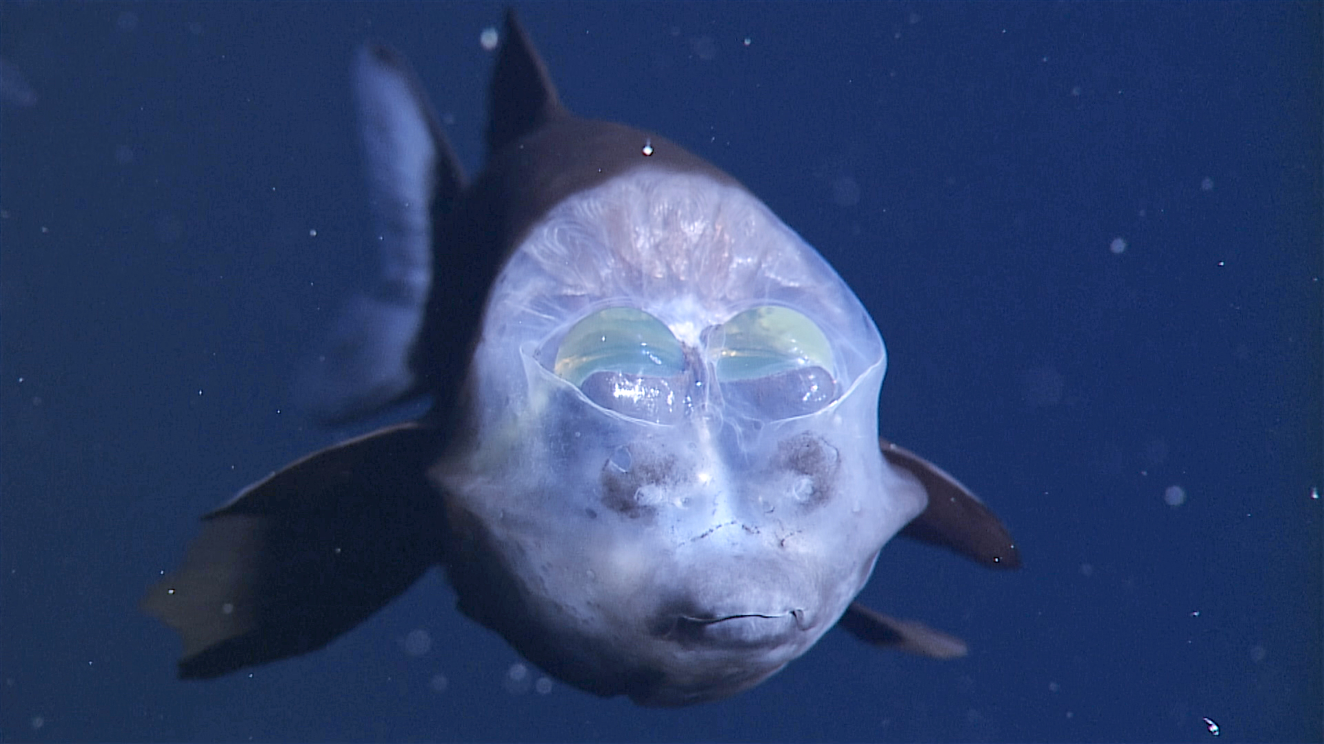 A bizarre deep-sea fish with a transparent head, revealing its tubular eyes inside. Defying the limits of life, this creature's dark body appears to float in the shadowy depths of the ocean.