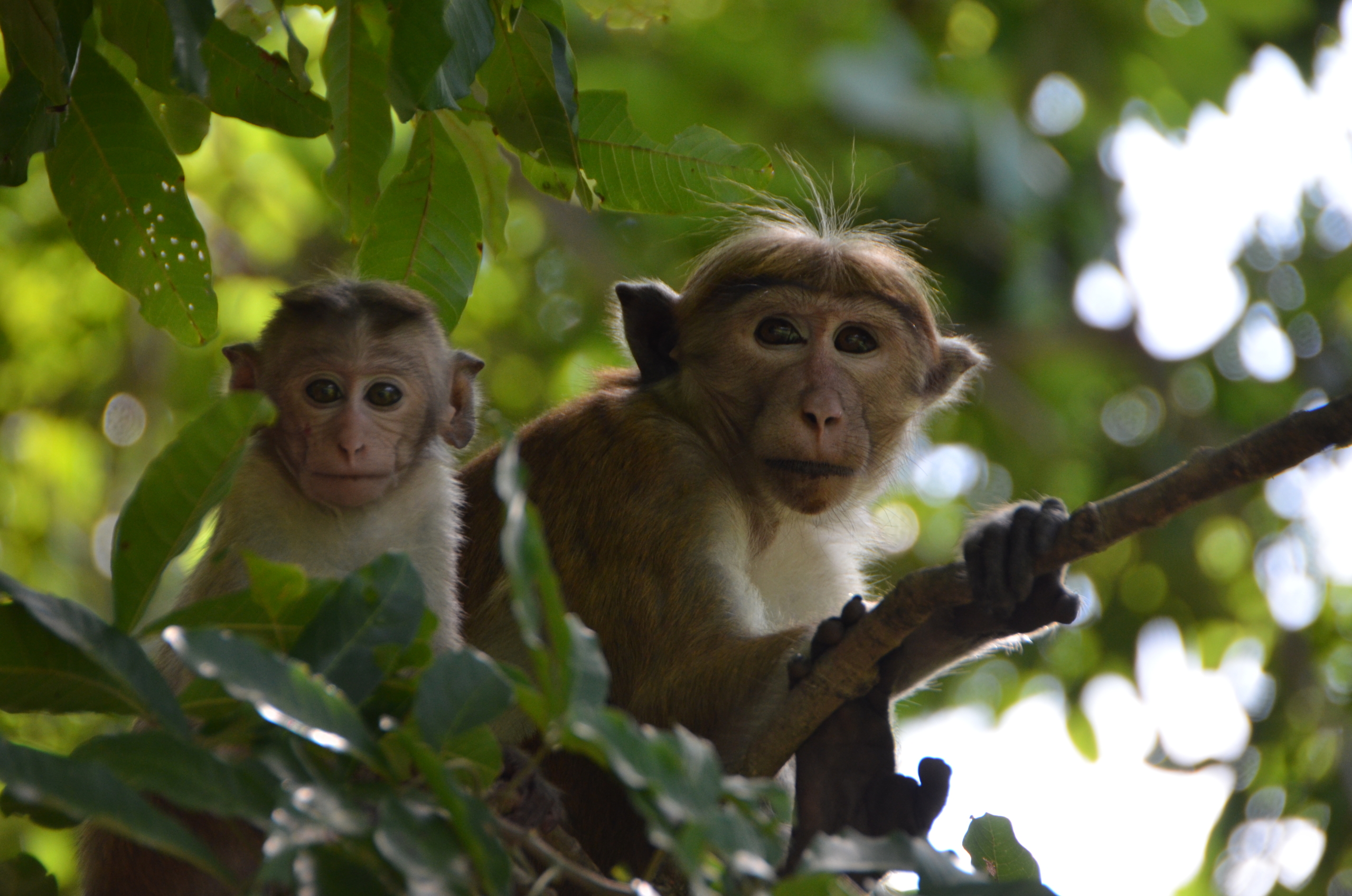 Two monkeys perched on a tree branch are enveloped by lush green leaves. One monkey peers directly at the camera, while the other gazes off to the side. Sunlight filters through the foliage, creating a beautiful dappled effect around these playful creatures.