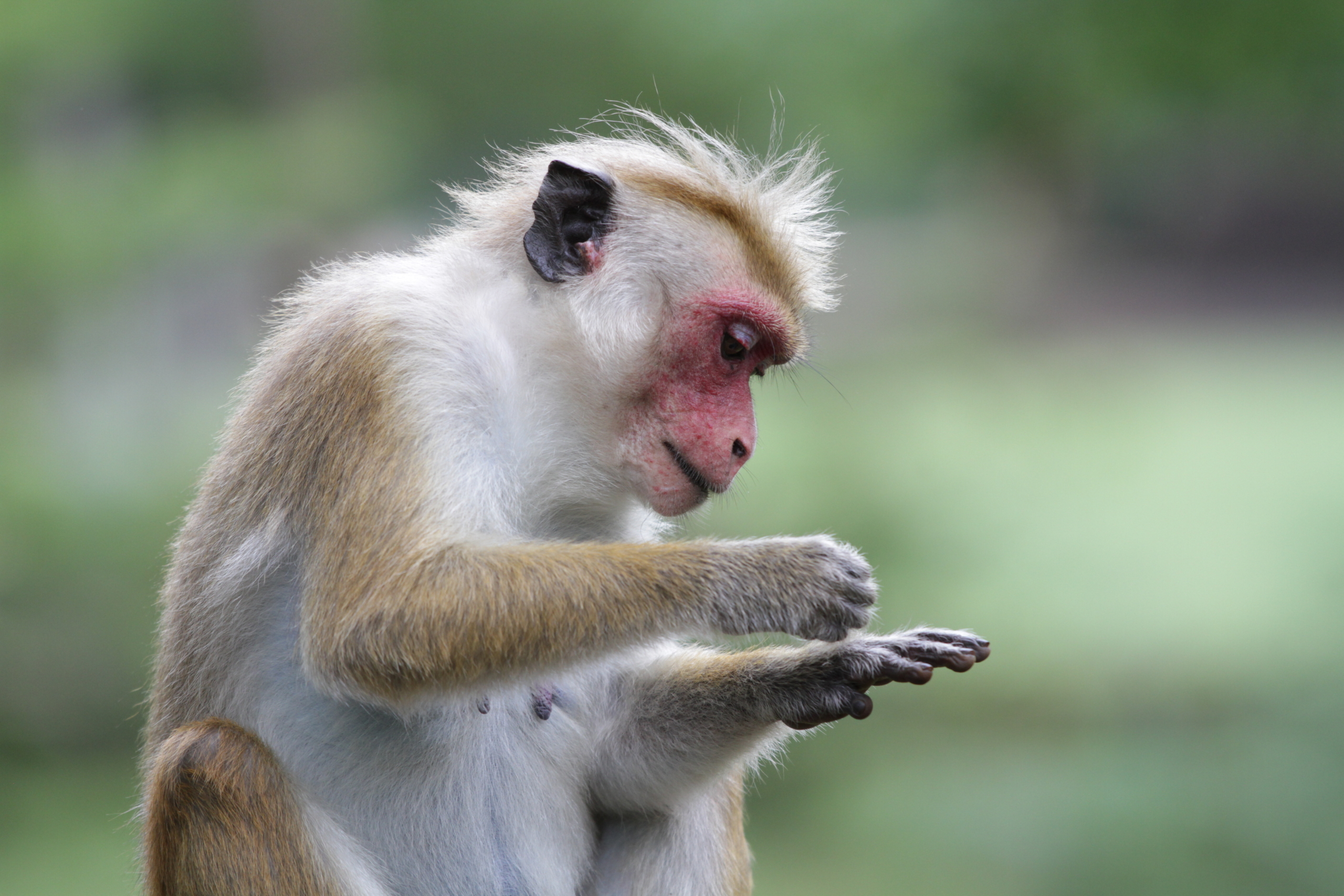 A monkey with reddish facial features and light brown fur looks intently at its paw against a blurred green background, embodying the curious nature common among monkeys.