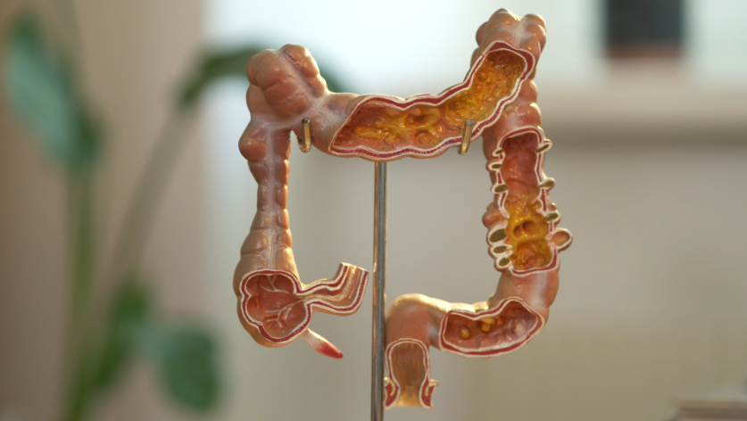 A detailed anatomical model of a human colon, with intestinal cross-sections revealing intricate textures and features, mounted on a metal stand. The background is softly blurred with hints of green foliage, dispelling common myths about human anatomy.