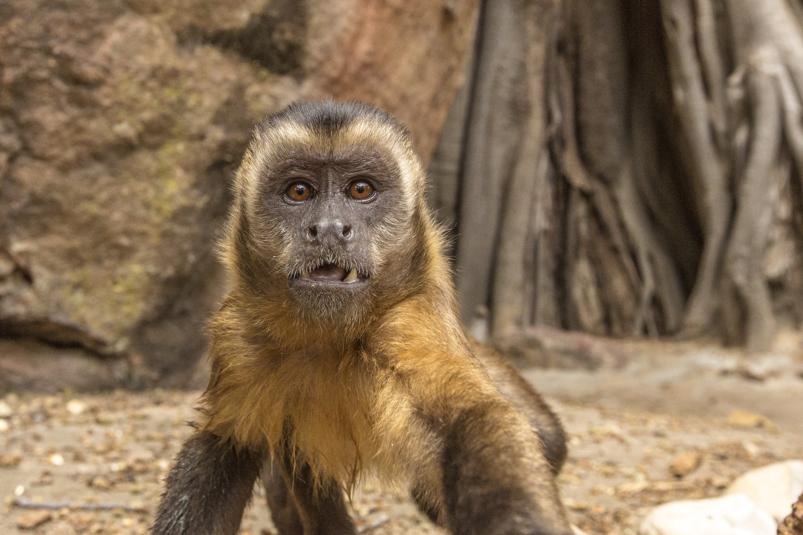 A brown capuchin monkey with wide eyes and a slightly open mouth stands on rocky ground, reaching towards the camera. Embracing the marvels of nature, its every gesture reflects one of nature's greatest talents. A large tree and rock formation create a stunning backdrop.