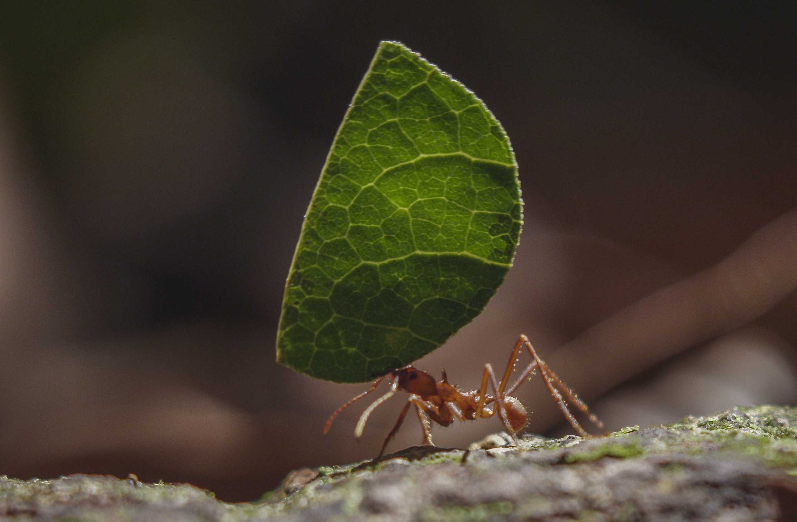 A close-up of a leafcutter ant, showcasing nature's greatest talents, as it skillfully carries a large green leaf overhead. Walking on a rough surface, the visible leaf veins contrast with the dark, blurred background.