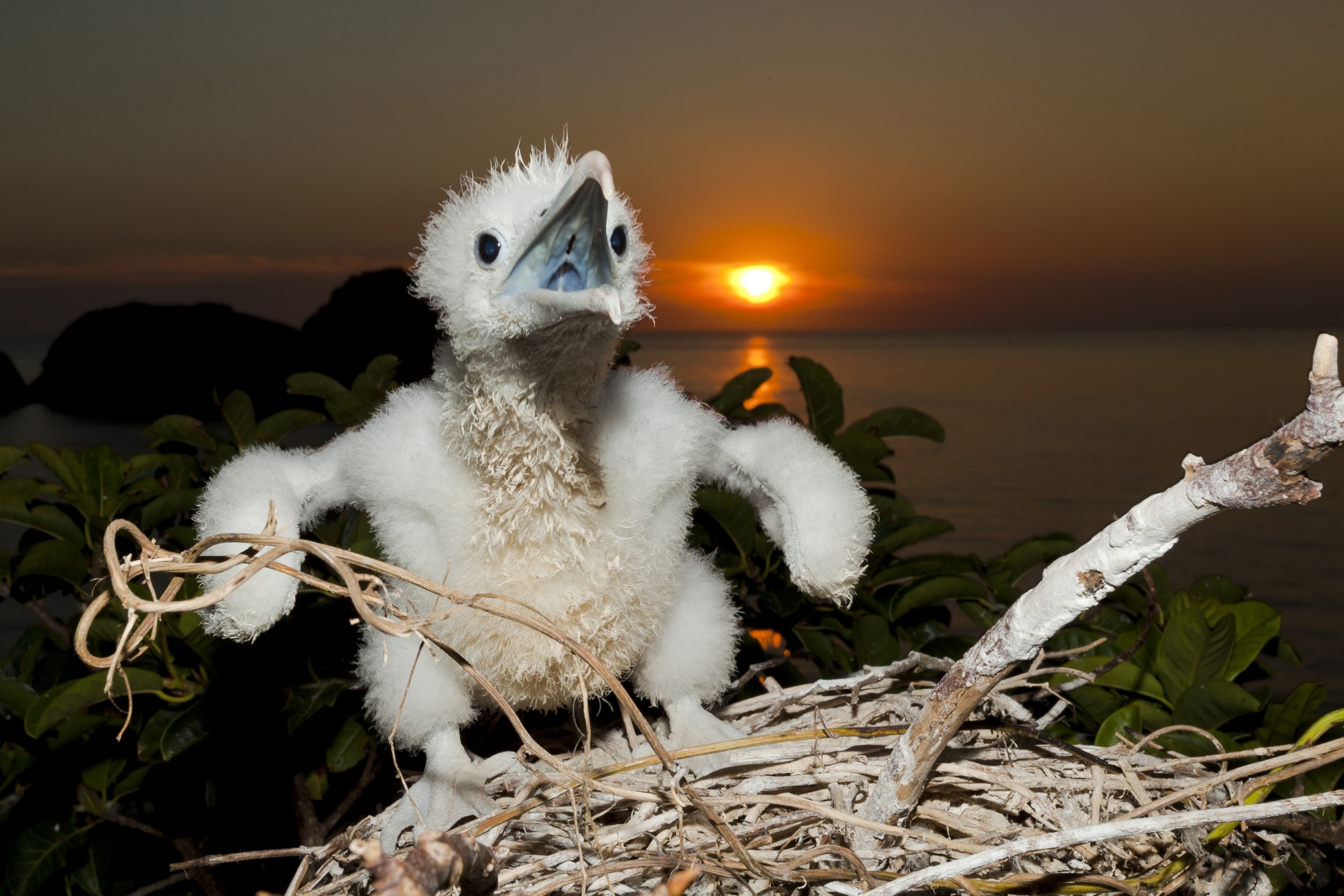 A fluffy, white baby bird stands in a nest made of twigs, showcasing nature's talents with its wings slightly spread. The background captures a scenic sunset over a calm ocean, where vibrant orange and yellow hues light up the sky.