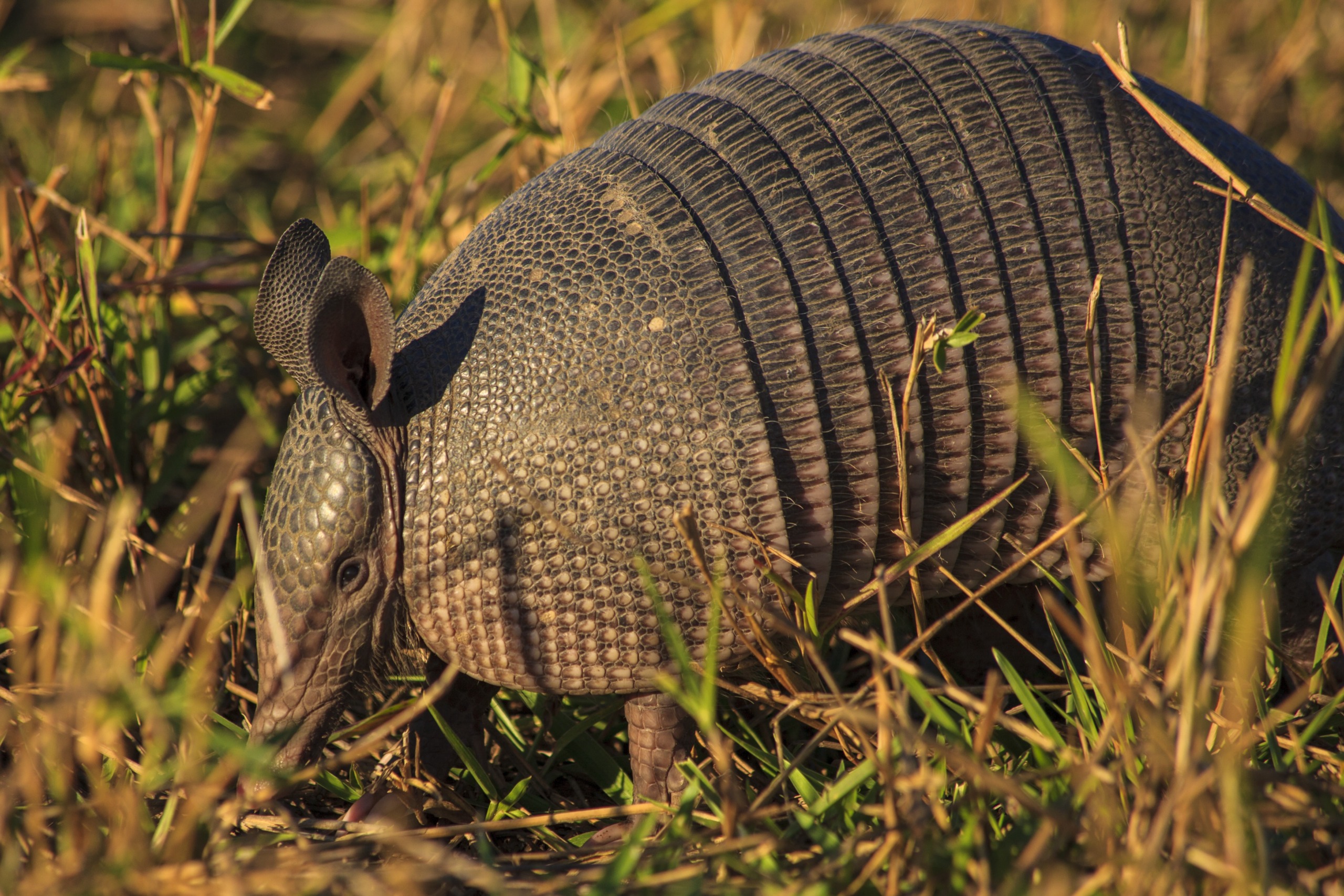 A close-up of an armadillo walking through tall grass, showcasing nature's greatest talents with its textured, segmented shell and large ears in warm, natural light.