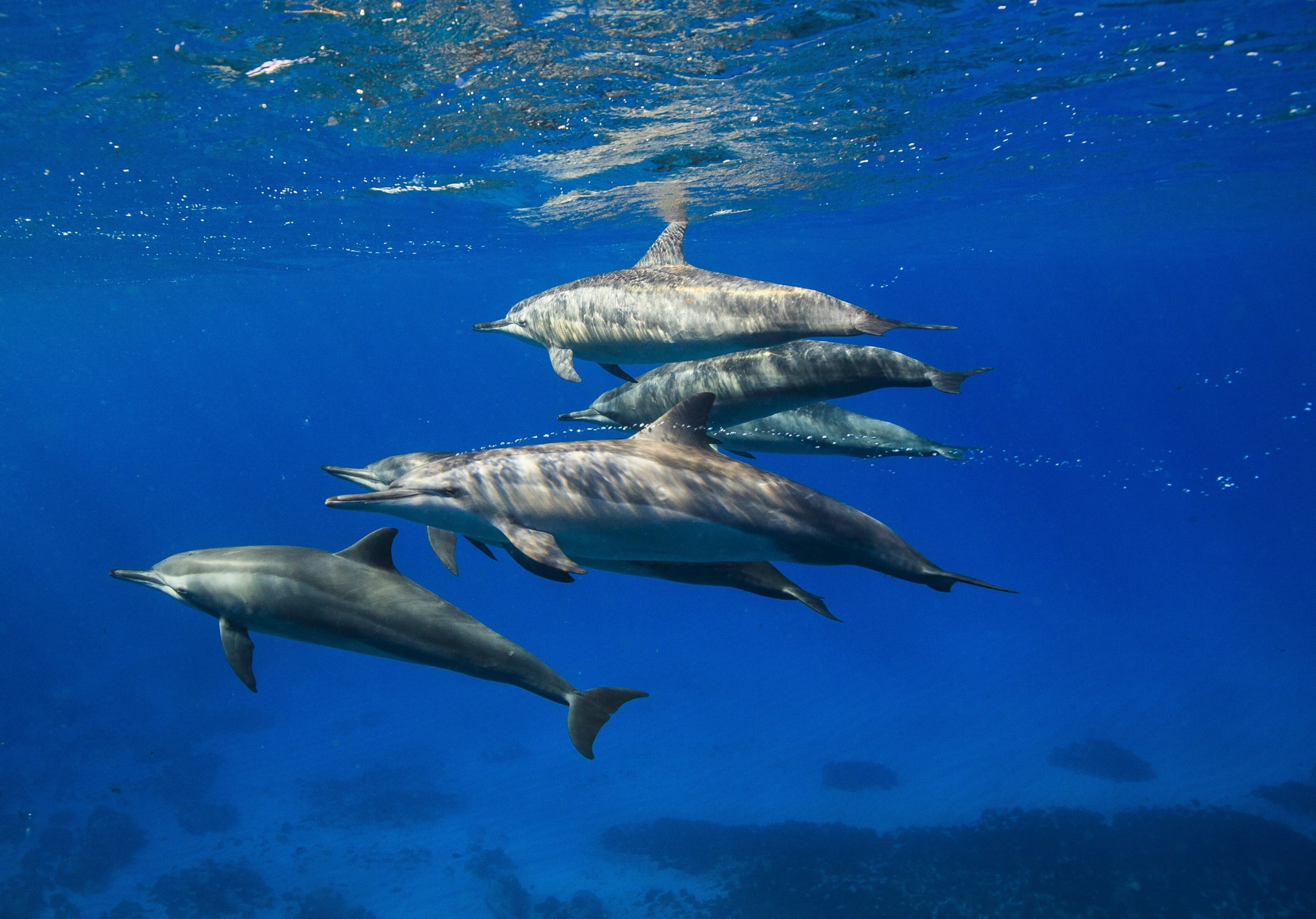 A group of dolphins, one of nature’s greatest talents, swims gracefully underwater in a blue ocean. Sunlight filters through the water, illuminating their streamlined bodies as they glide together over a sandy seabed.