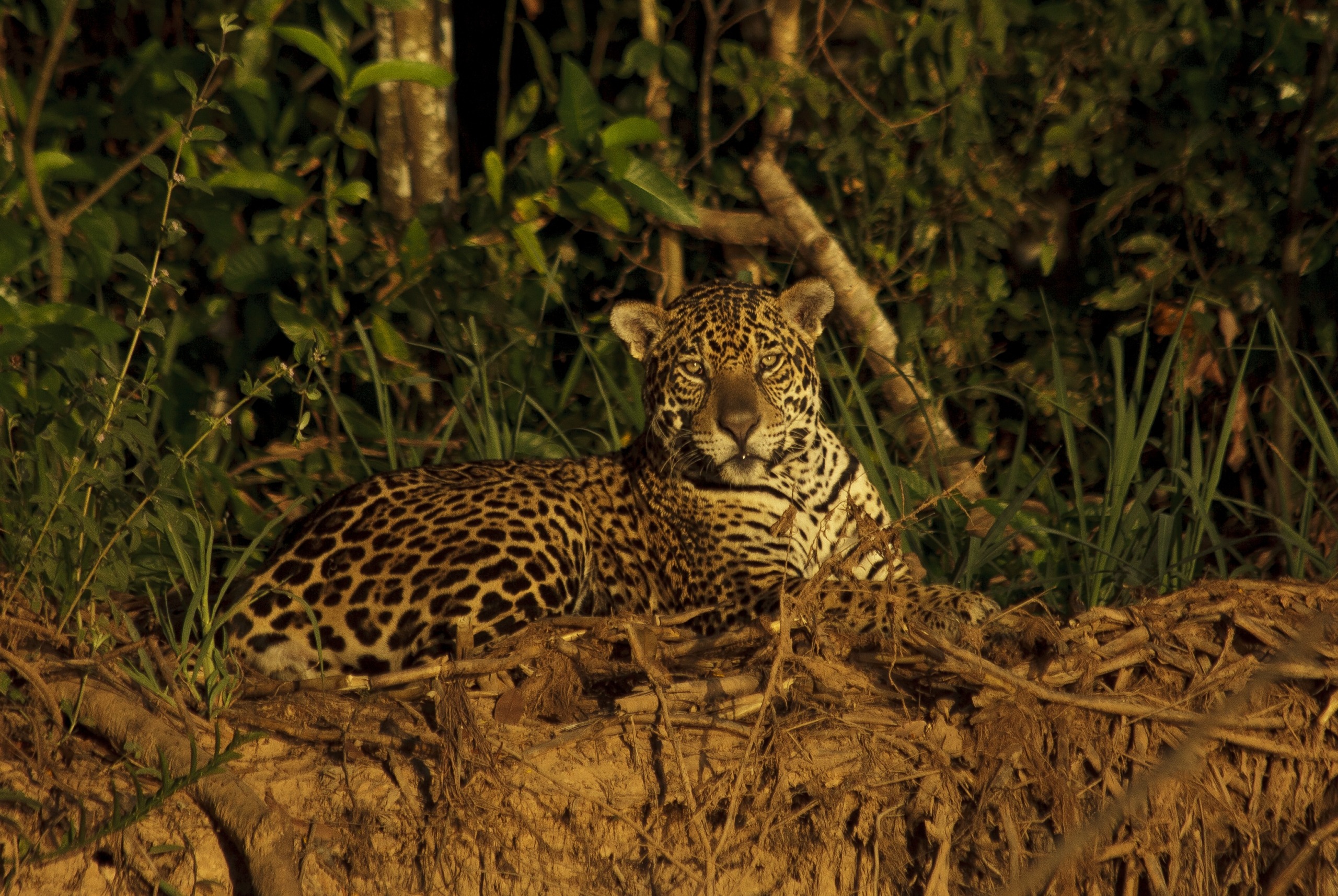 A jaguar lies on a sunlit patch of earth, surrounded by dense green foliage. Showcasing nature's greatest talents, its spotted coat blends with the dry grass and branches, creating a serene and alert presence in this jungle setting.