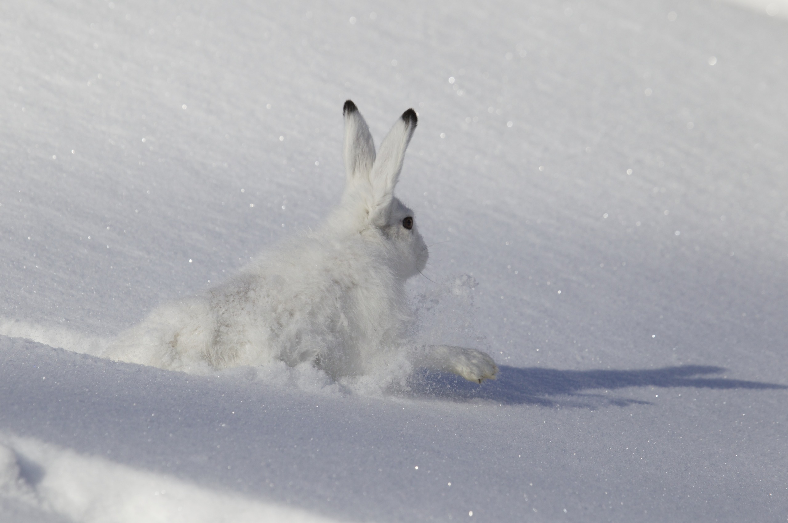 A white hare, one of nature's greatest talents, is leaping through deep snow, creating a small spray behind it. Sunlight casts a shadow on the ground as its fur blends seamlessly with the snowy environment, emphasizing the wintry setting.