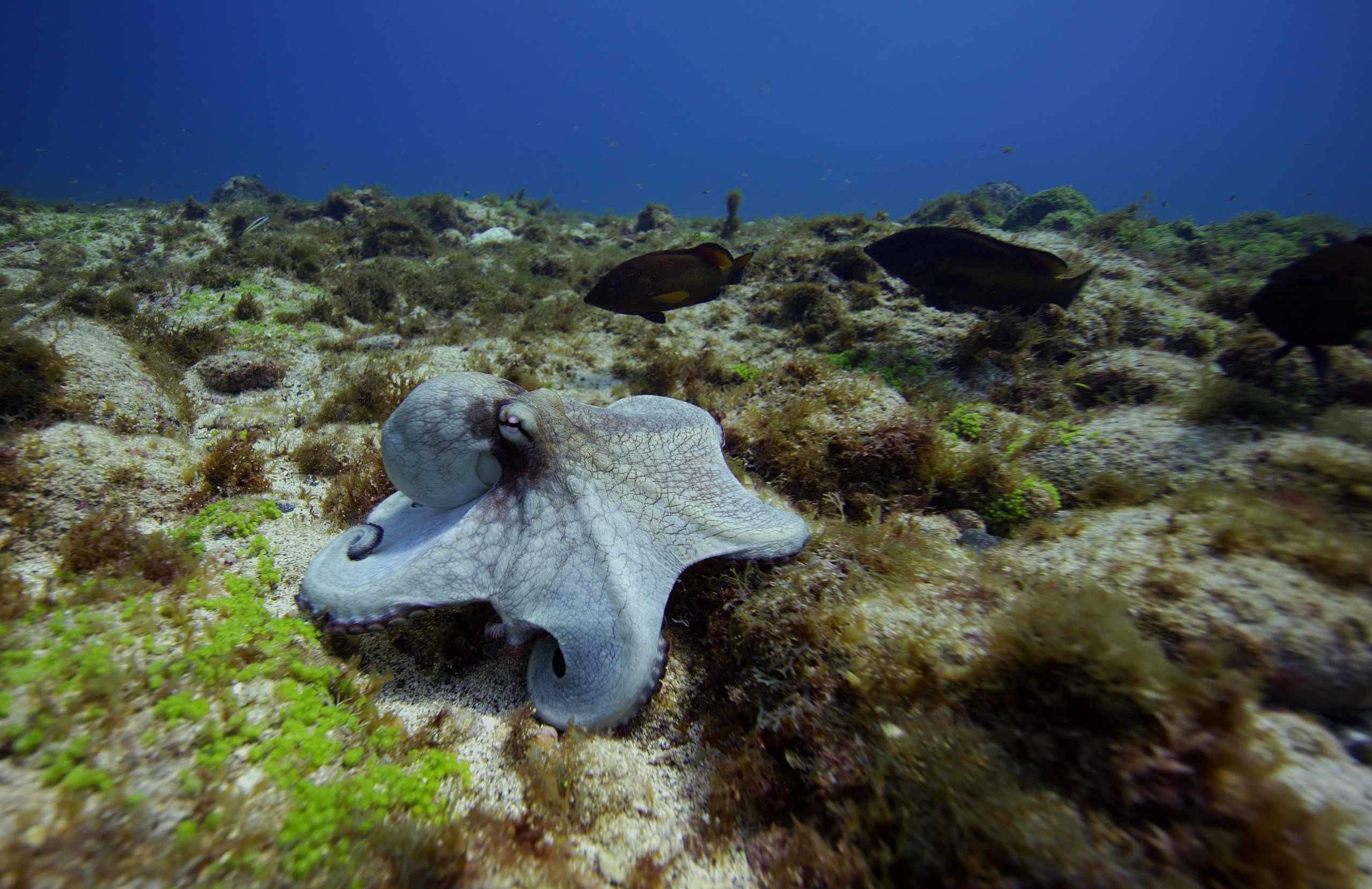 An octopus, one of nature's greatest talents, glides over a rocky, algae-covered seabed in a clear blue ocean. Several fish swim nearby as sunlight filters through the water, illuminating this underwater scene.