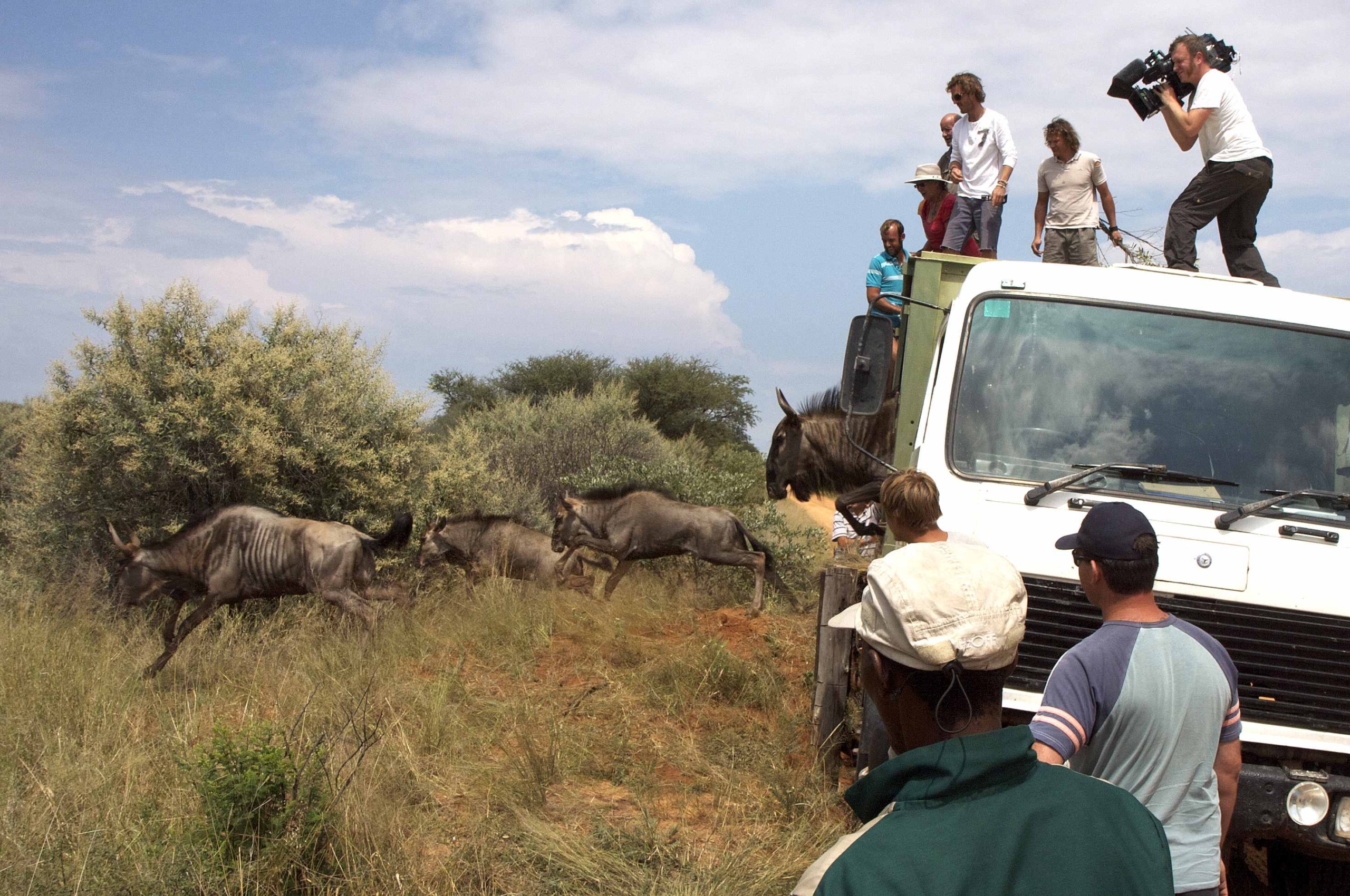 A group of people, including a cameraman from Harnas, are on top of and around a large truck, observing and filming several wildebeests running through the grassy terrain. The sky is partly cloudy.