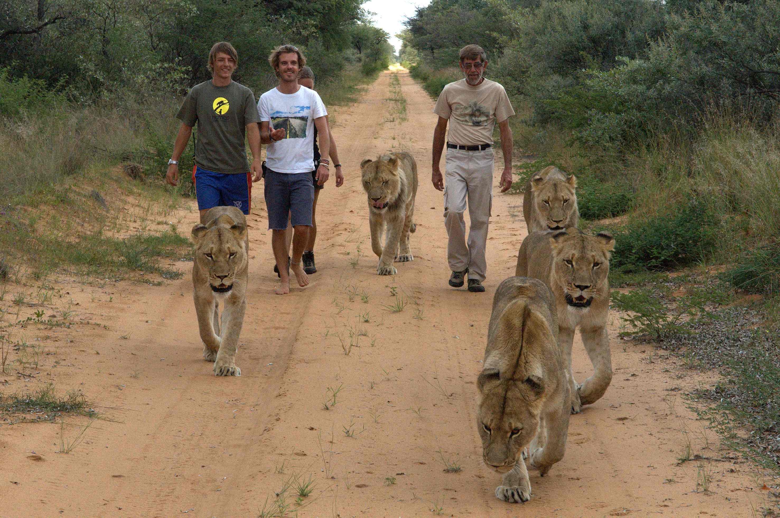 Four men are casually walking on a dirt path alongside four calm lions in a forested area near the Harnas Wildlife Foundation. The path is enveloped by vibrant greenery, all under a partly cloudy sky, creating an atmosphere of harmony with nature.