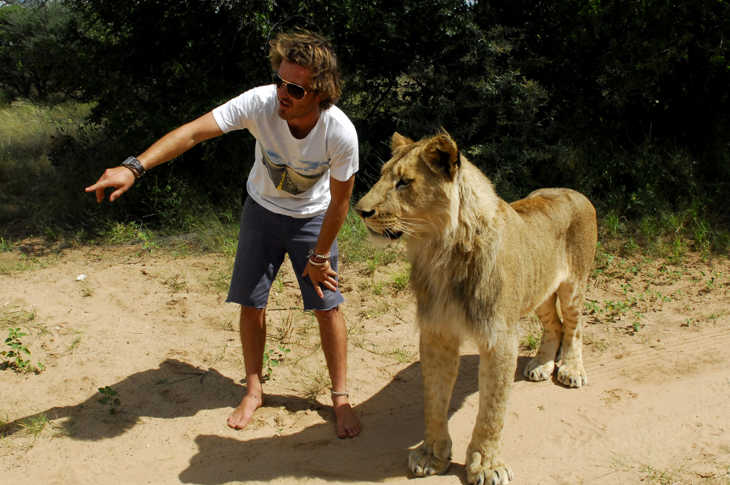 A man in a white t-shirt and shorts stands barefoot on the sandy ground at Harnas, pointing towards something in the distance. Beside him, a lion stands, gazing in the same direction. Bushes and trees form an intriguing backdrop to this unique scene.