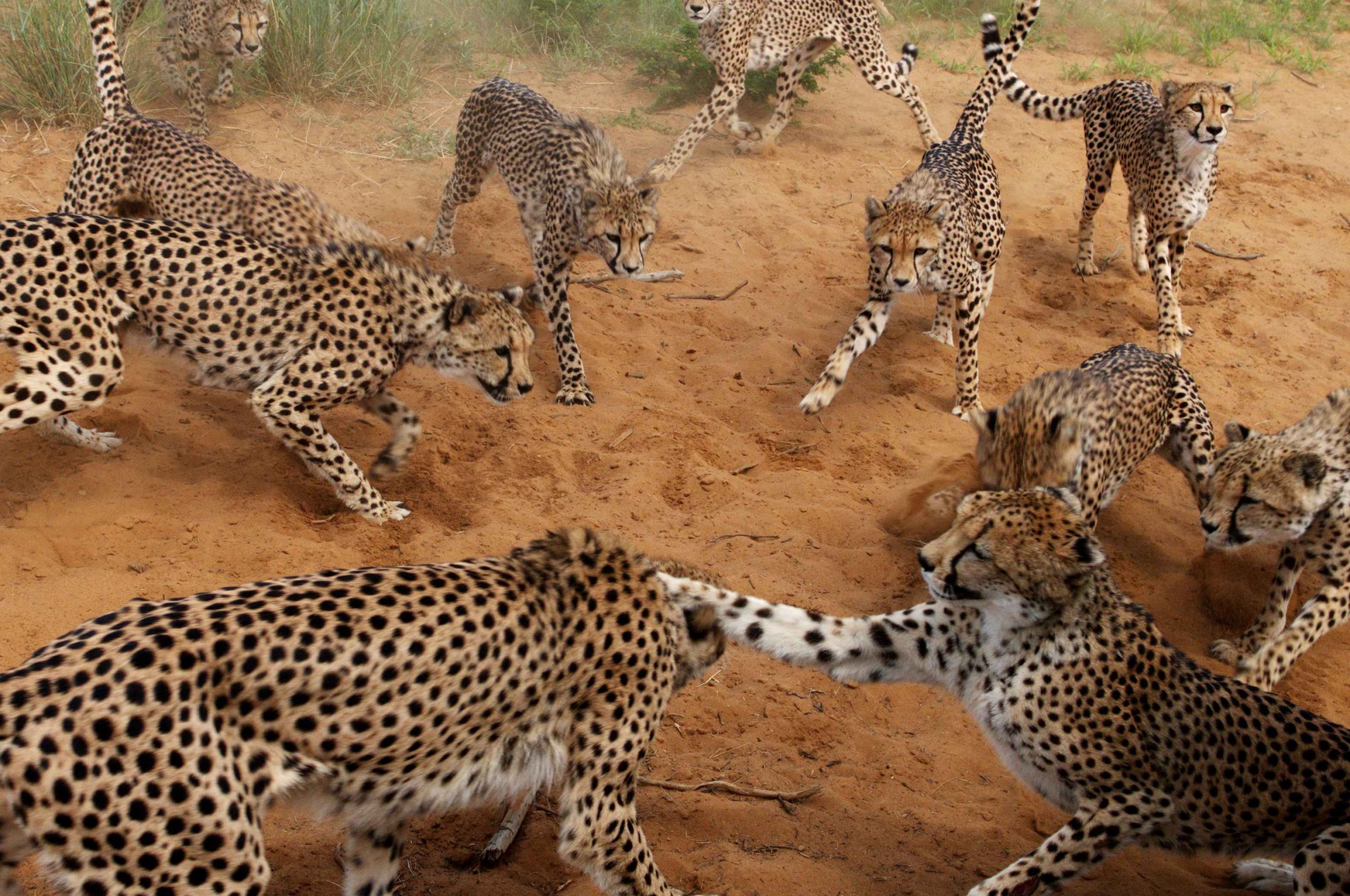 A group of cheetahs interacting on the harnas sandy terrain, with some sitting and others standing. Two appear to be playfully swatting at each other amid the sparse grass in the background.