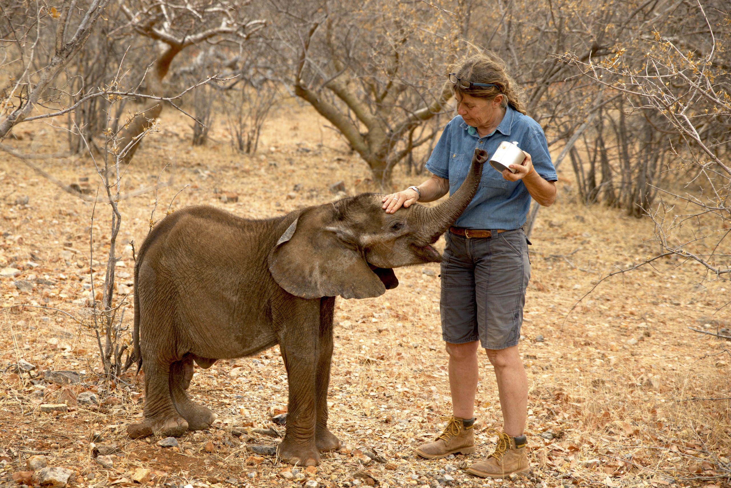 In the dry, wooded landscape of Namibia, a person in a blue shirt gently pets a young elephant with one hand while holding a white container in the other. Sparse trees and rocky ground stretch around them, capturing the essence of this beautiful African region.