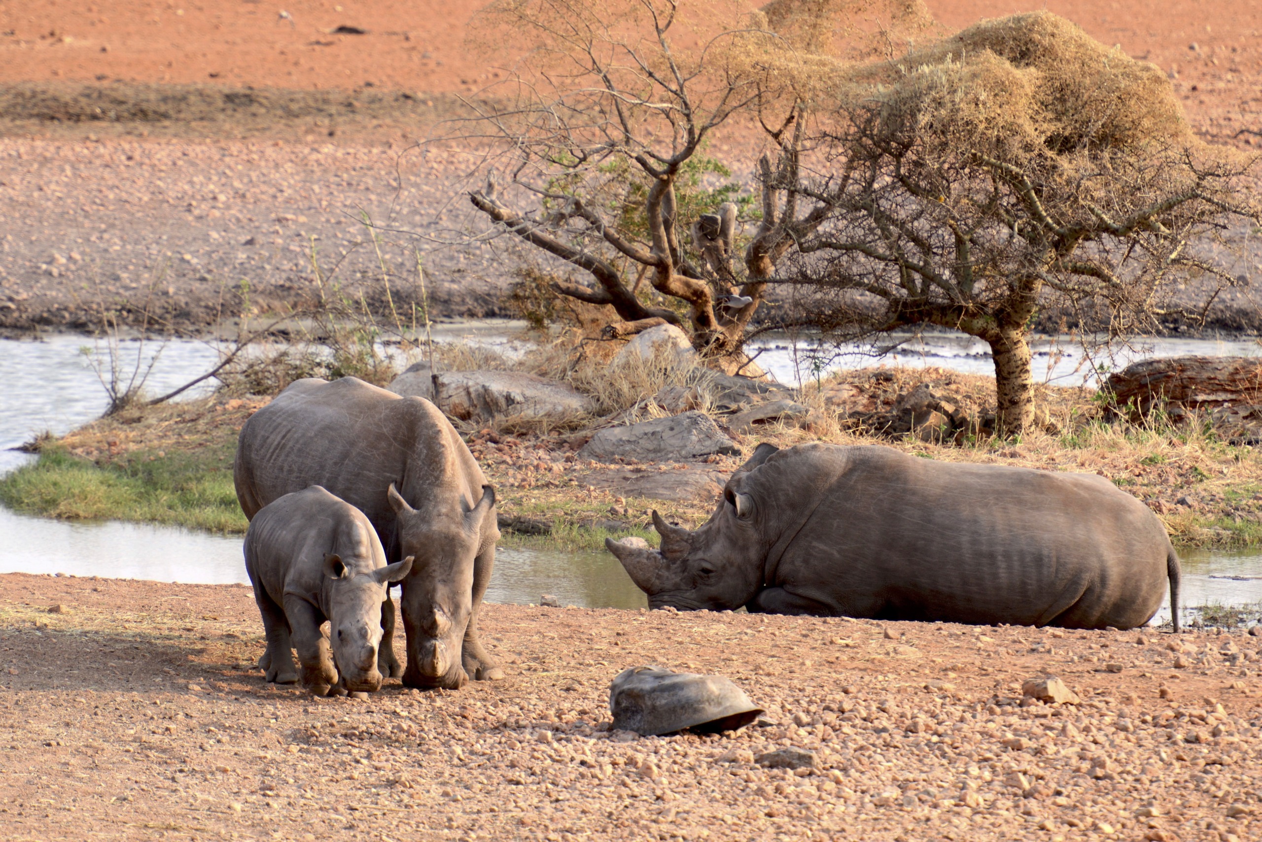 Three rhinoceroses, including a calf, stand grazing near a waterhole in Namibia, with another rhino resting by the water. A sparse tree and dry landscape stretch across the background under a clear sky.