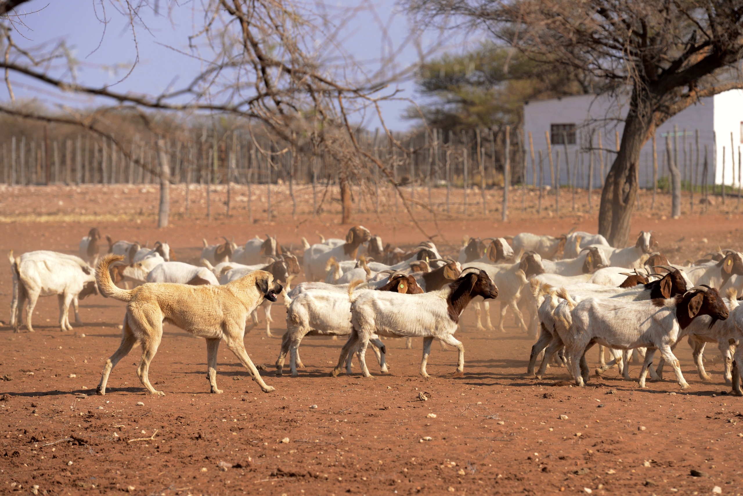 A guardian dog strolls among a herd of white and brown goats on Namibia's dry, dusty landscape. Sparse trees and a white building punctuate the background, all under a clear blue sky.