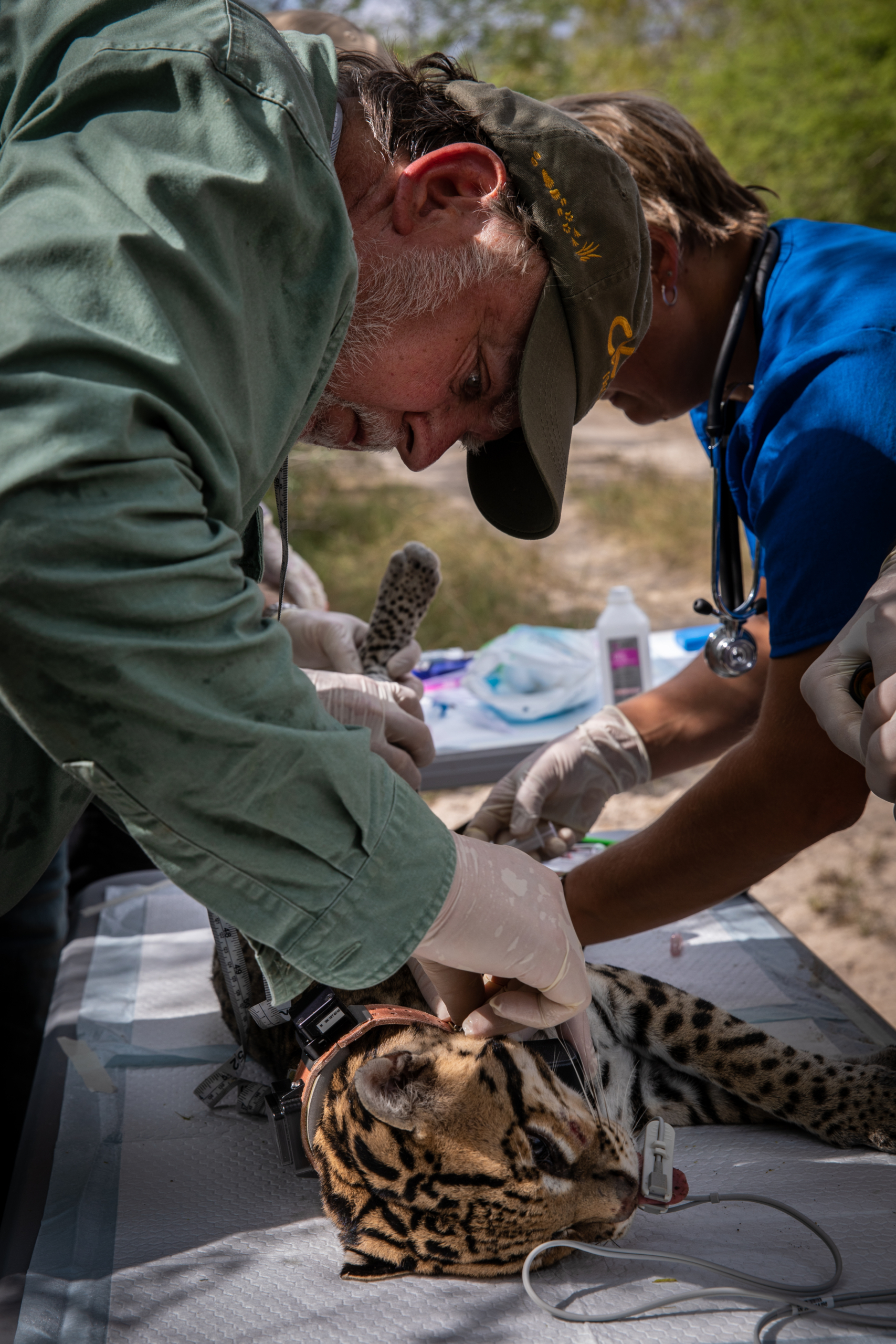 A veterinary team in outdoor attire carefully tends to a sedated ocelot, lying on a table. One member adjusts equipment on the majestic feline, while another assists. Medical tools and supplies are thoughtfully arranged in the background.