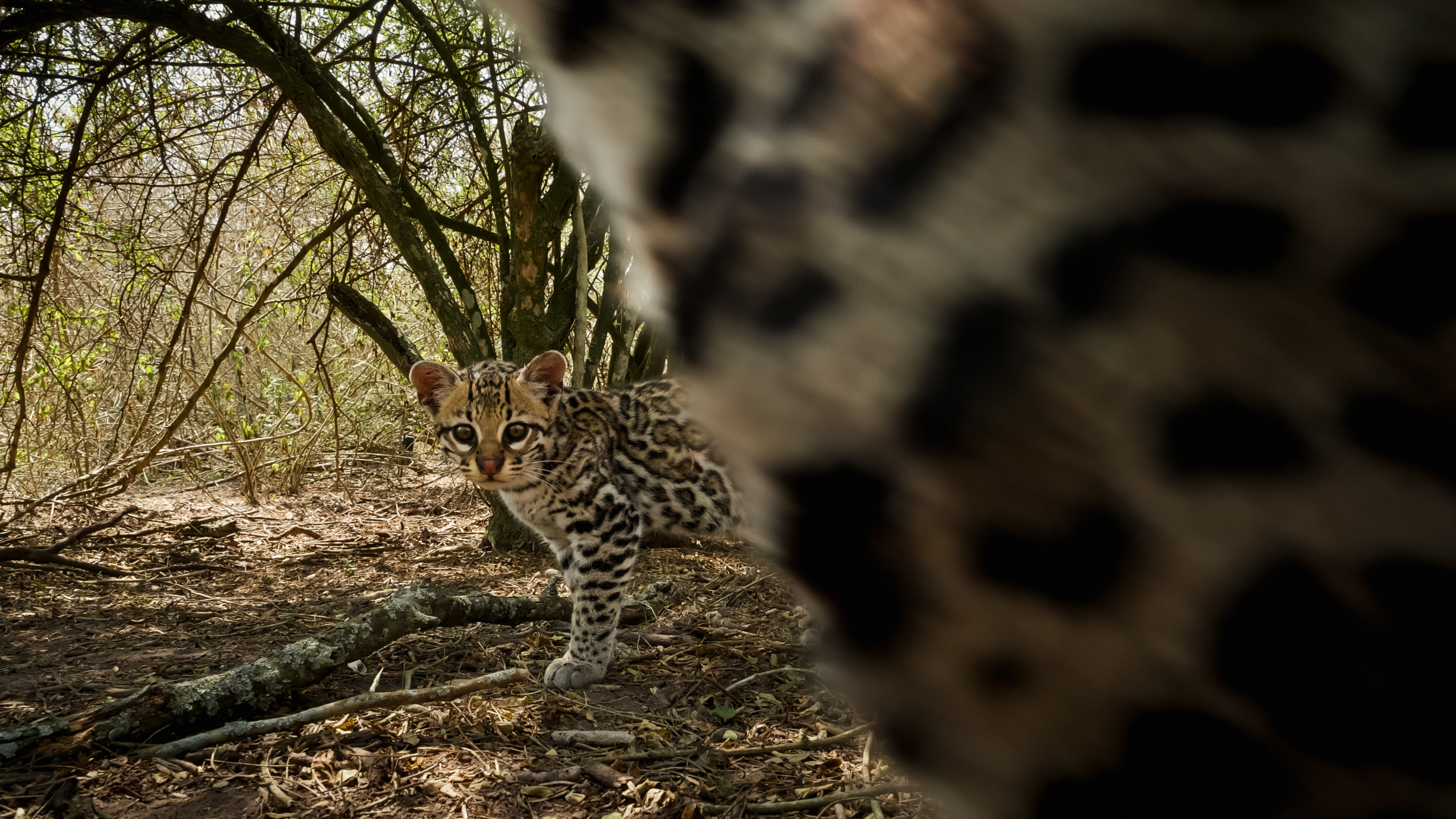 A young leopard with spotted fur and ocelot-like grace stands alert in a dense woodland, partially obscured by the blurred foreground of a branch or tree trunk. Sunlight filters through the trees, casting dappled light on the forest floor.