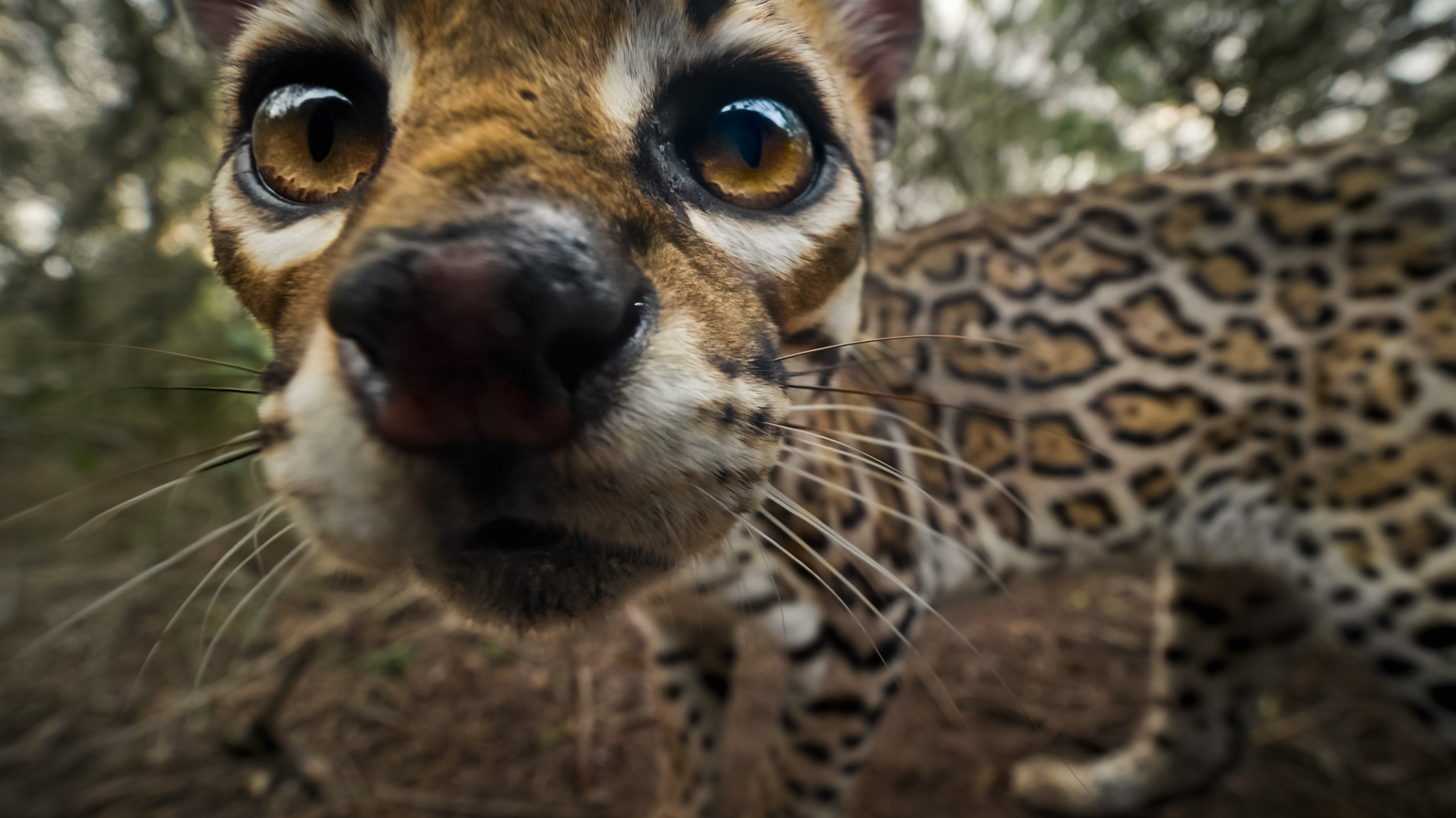 A close-up shot captures a curious ocelot with large, inquisitive eyes and a detailed fur pattern as it sniffs the camera lens. The background is a blurred natural setting, suggesting a dense forest environment.