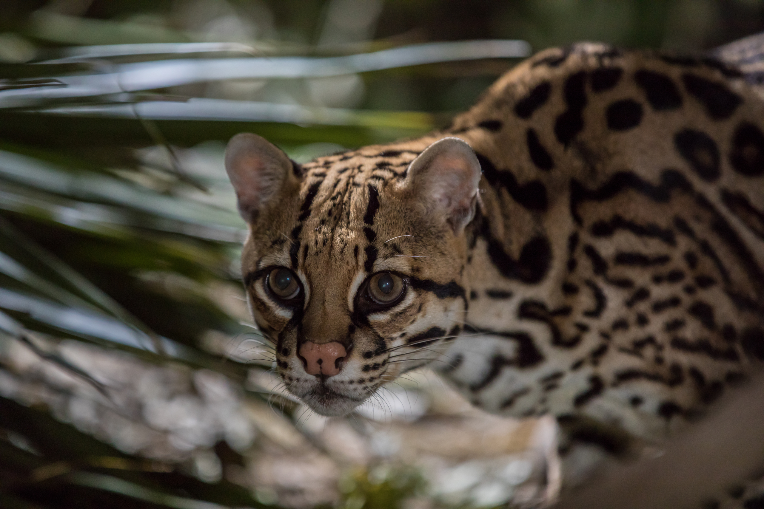 A close-up of an elusive ocelot with striking eyes and patterned fur, seamlessly blending into the verdant forest backdrop where leaves softly blur. The lighting casts a natural, tranquil atmosphere around this majestic creature.