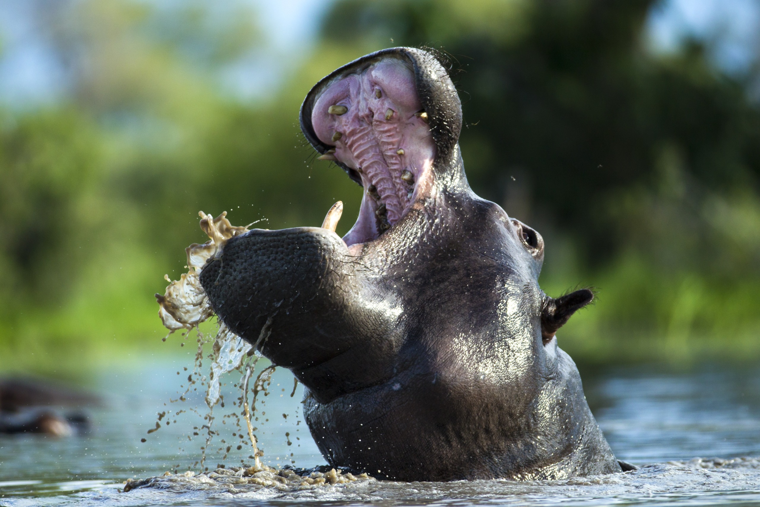 A hippo with its mouth wide open emerges from the water in the Okavango, droplets splashing around. The background is lush and green, indicating a natural habitat.