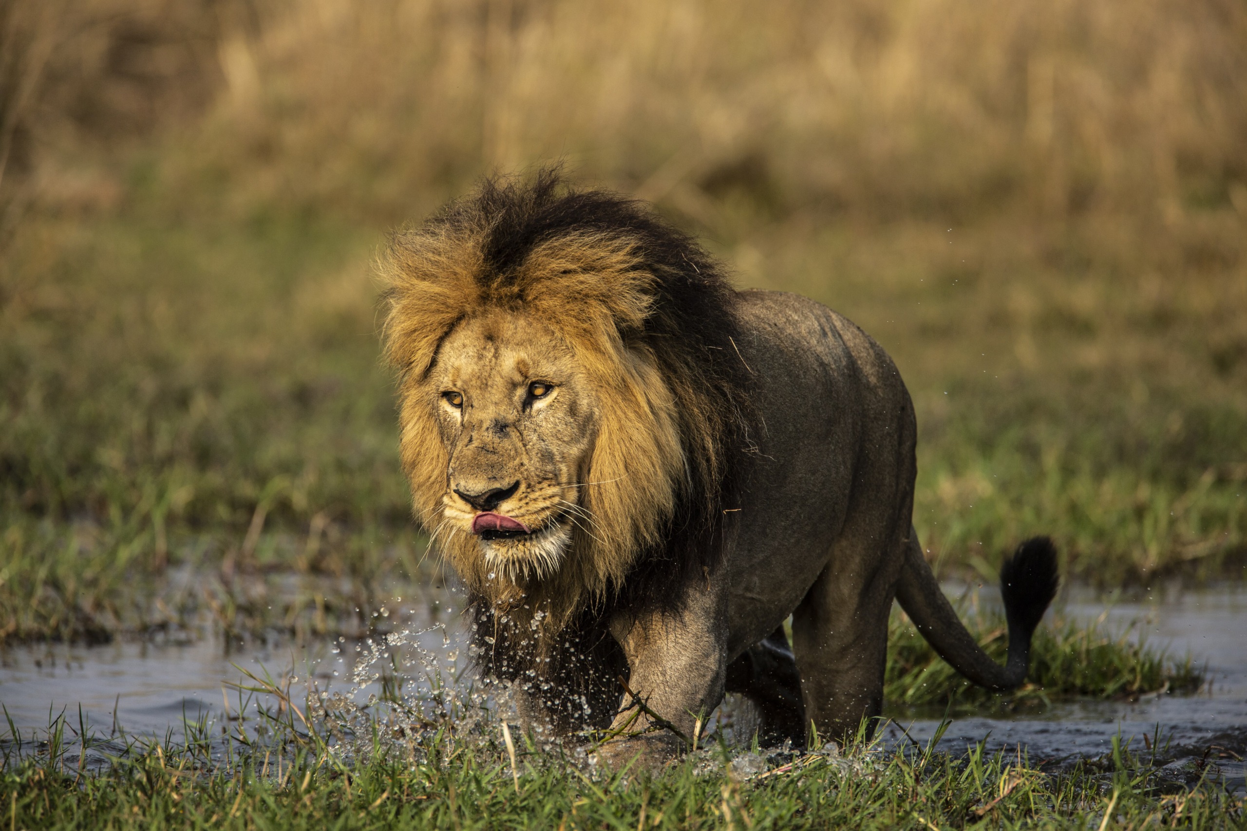 A male lion with a thick mane prowls through the shallow waters of the Okavango, its tongue out as water splashes around its legs. The blurred background reveals more grassland and natural habitat, showcasing the wild beauty of this remarkable region.