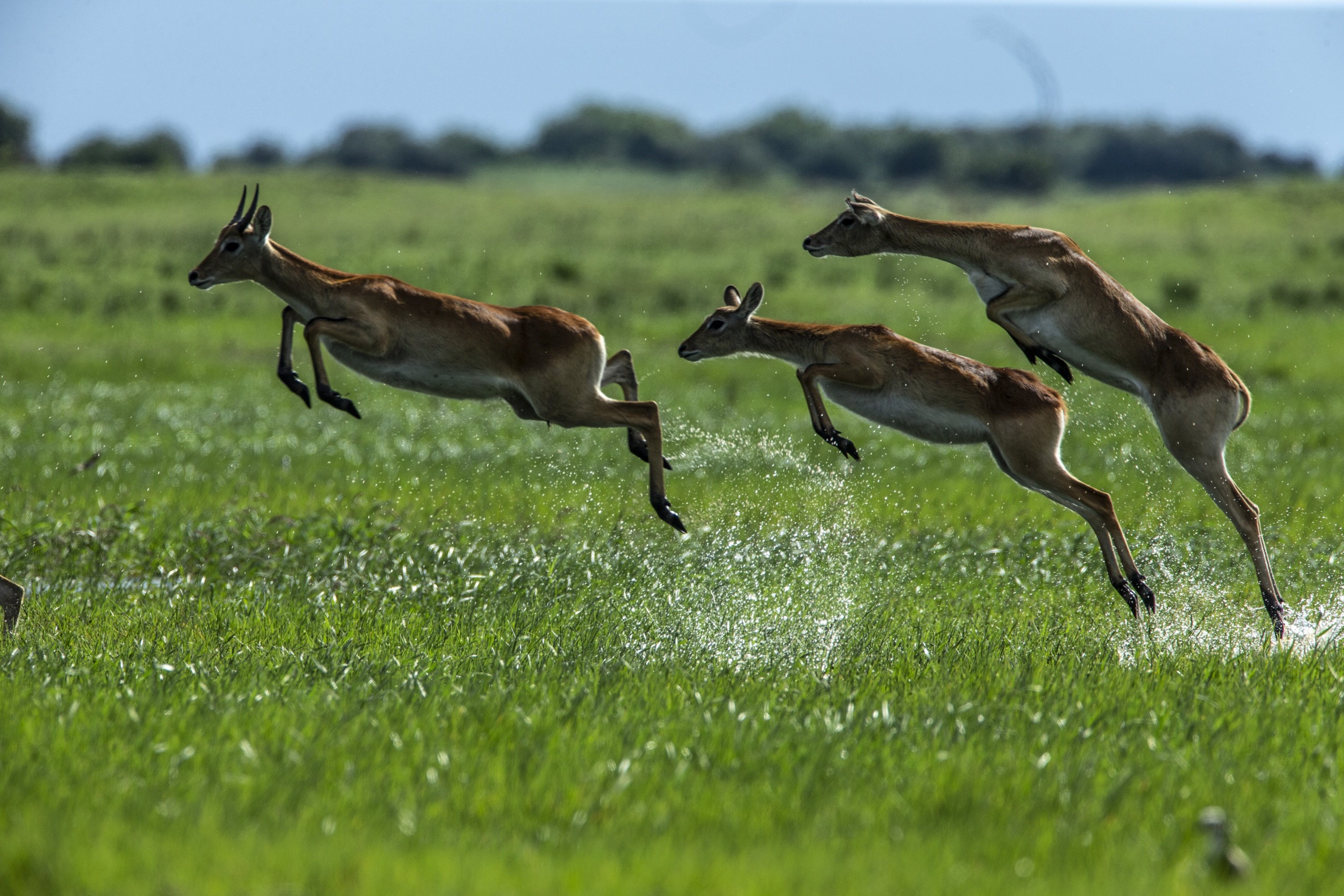 Three antelopes are captured in mid-air as they leap across a lush green meadow in the Okavango Delta. The background shows a slightly blurred, expansive landscape, highlighting their graceful movement and vibrant setting.