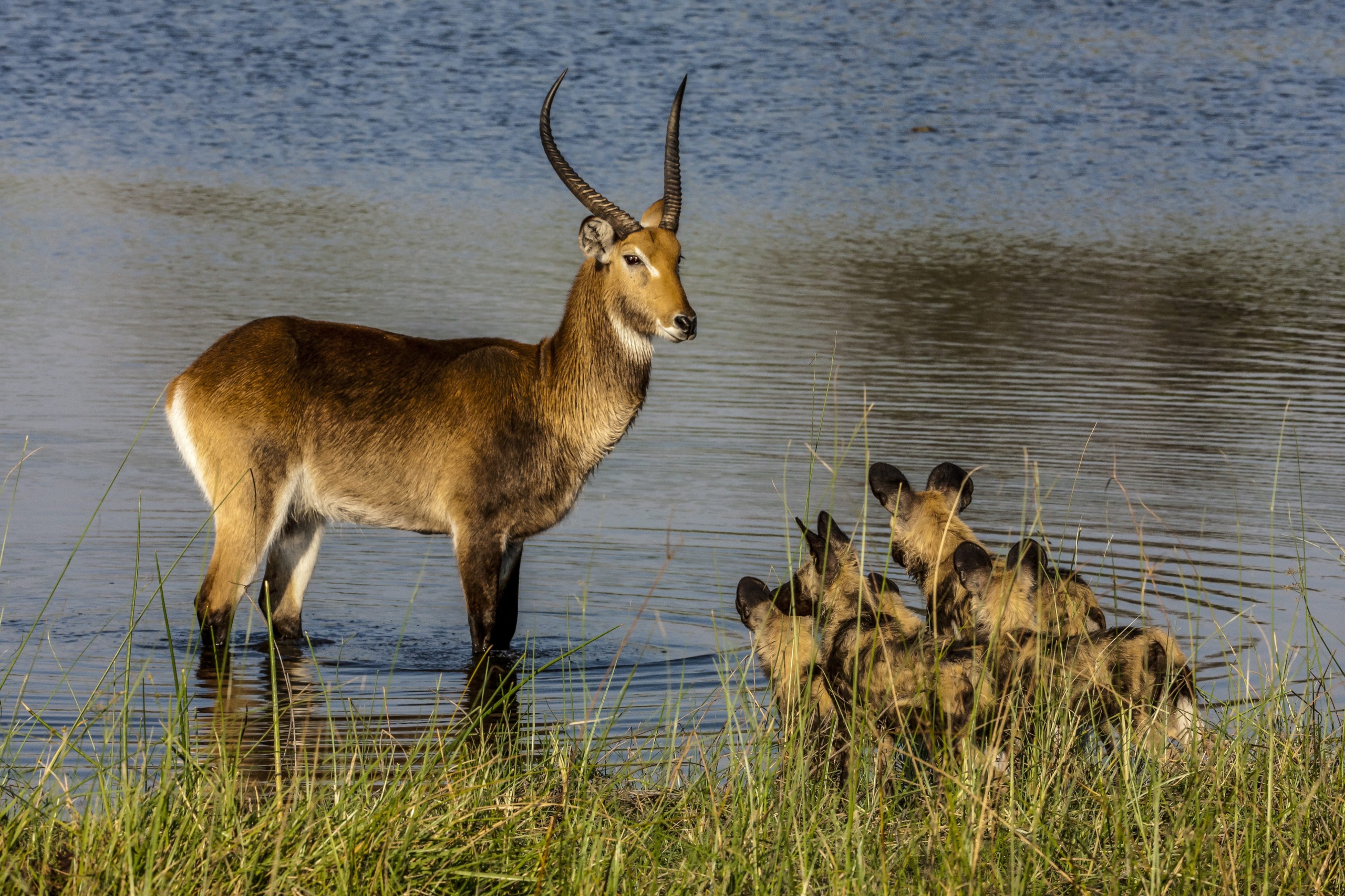 A lone antelope stands in the shallow waters of the Okavango, facing a pack of African wild dogs at the water's edge. The scene unfolds against a backdrop of grasslands and a wide expanse of water beneath a clear sky.