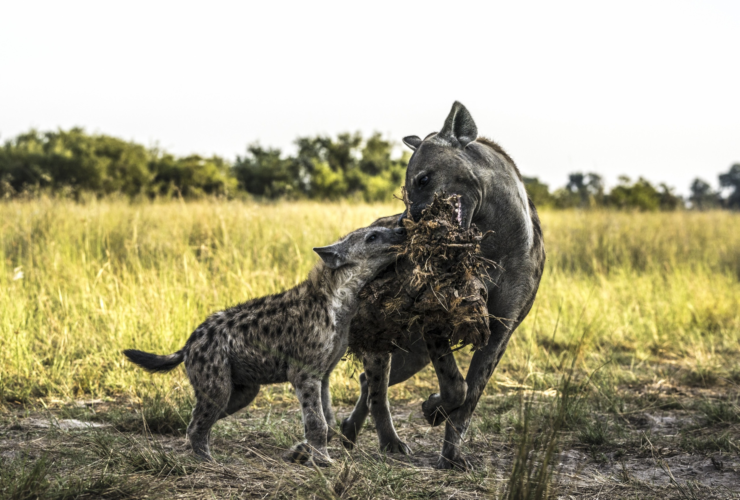 In the Okavango, a young hyena and an adult hyena playfully tug on a large piece of dried grass in a grassy field, with trees in the background, under a clear sky.