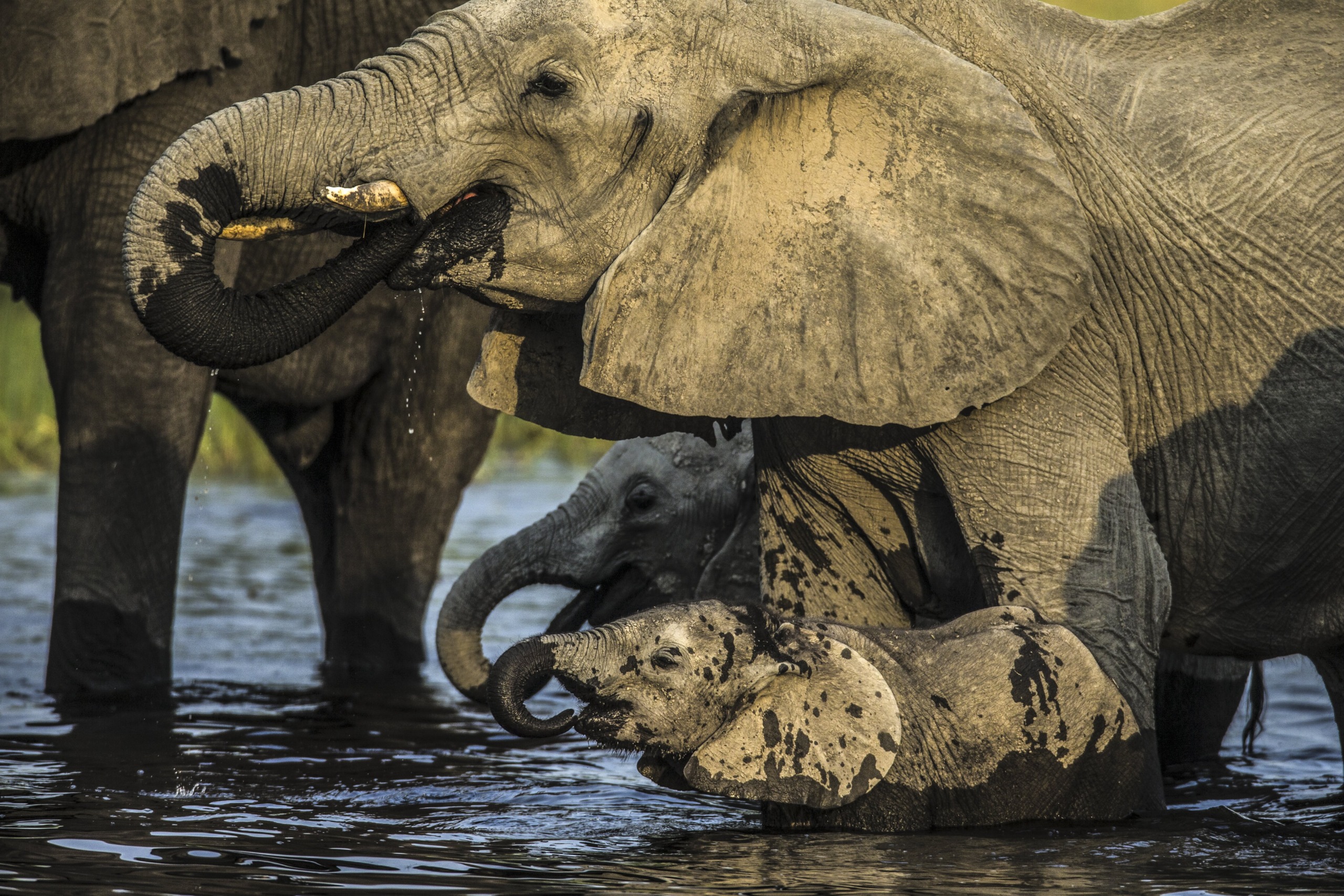 A group of elephants stands in the shallow waters of the Okavango, with a large adult and a smaller elephant visible. The adult elephant is drinking, its trunk raised and water dripping, while the smaller one is partially submerged, also using its trunk.