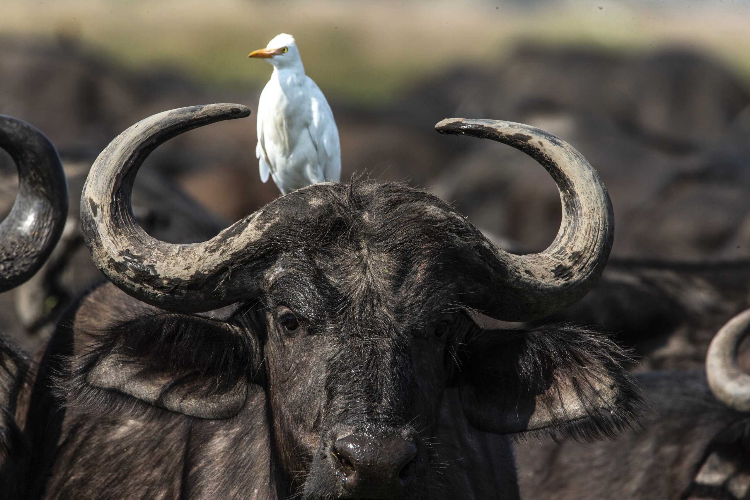 A white egret perched on the horn of a large buffalo, surrounded by a herd in the lush Okavango. The egret stands out against the dark fur, creating a striking contrast in this natural setting.