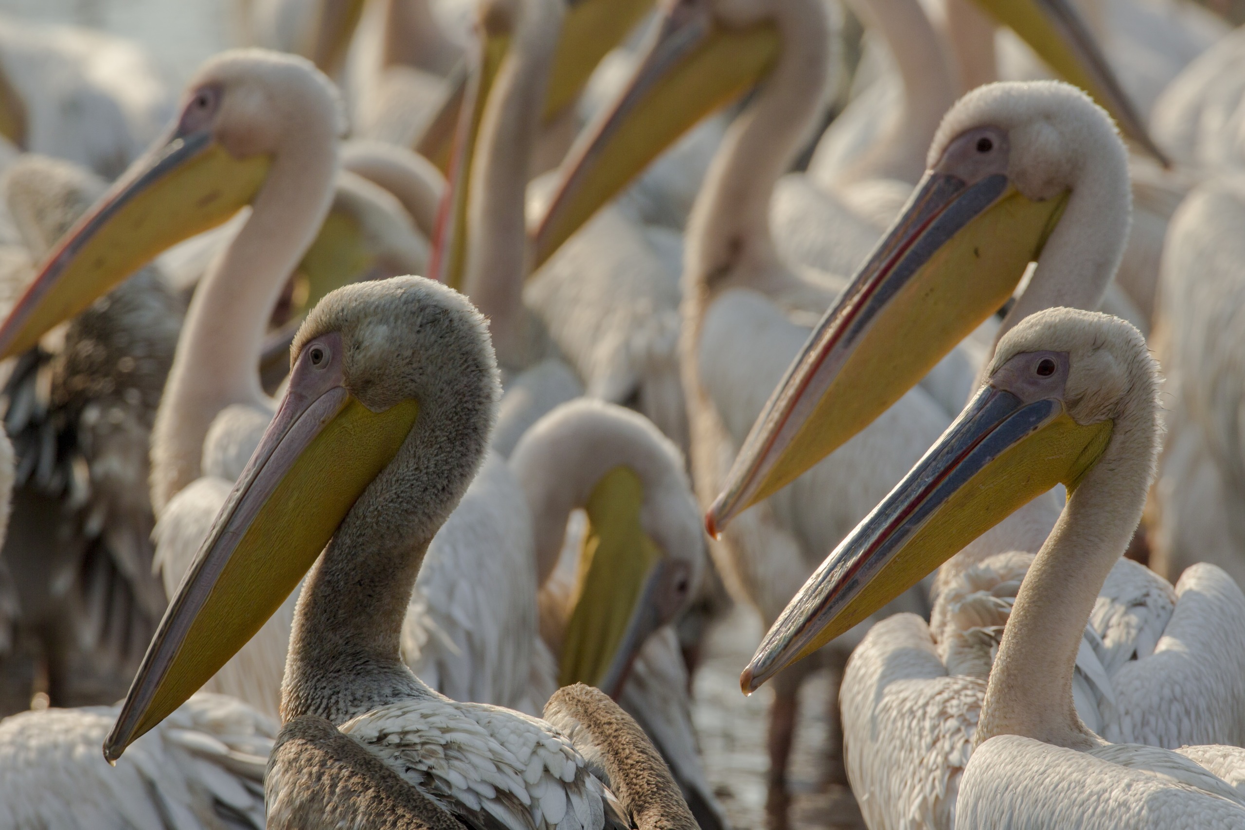 A large group of pelicans with long beaks and white feathers gathers closely together in the Okavango. Some have a hint of pink on their bills. Their heads are turned in various directions, creating an overlapping pattern of birds.