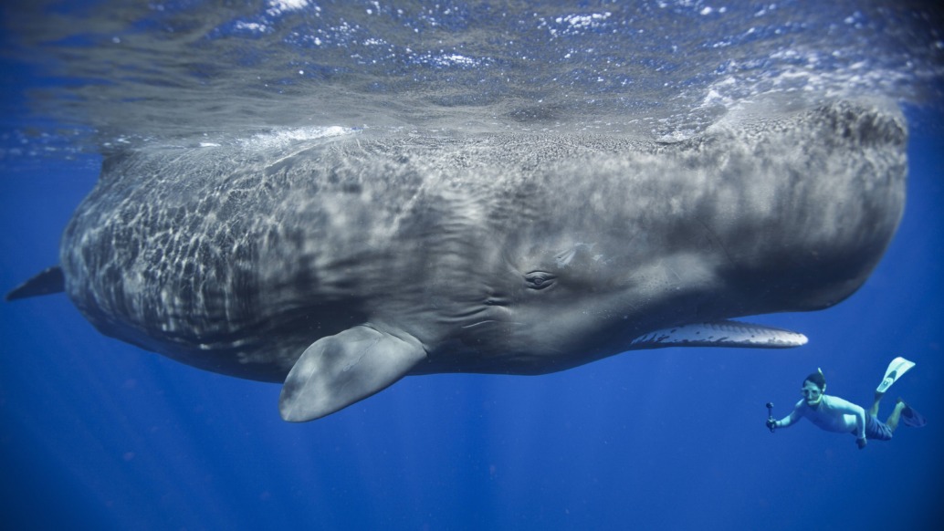 A large sperm whale swims underwater next to Patrick, a snorkeler holding a camera, capturing the moment. The ocean is a deep blue, and rays of sunlight penetrate the water, highlighting the whale's massive body.