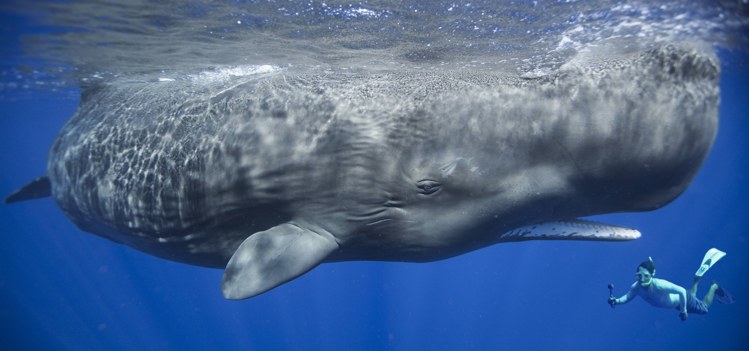 A large sperm whale swims underwater next to Patrick, a snorkeler holding a camera, capturing the moment. The ocean is a deep blue, and rays of sunlight penetrate the water, highlighting the whale's massive body.