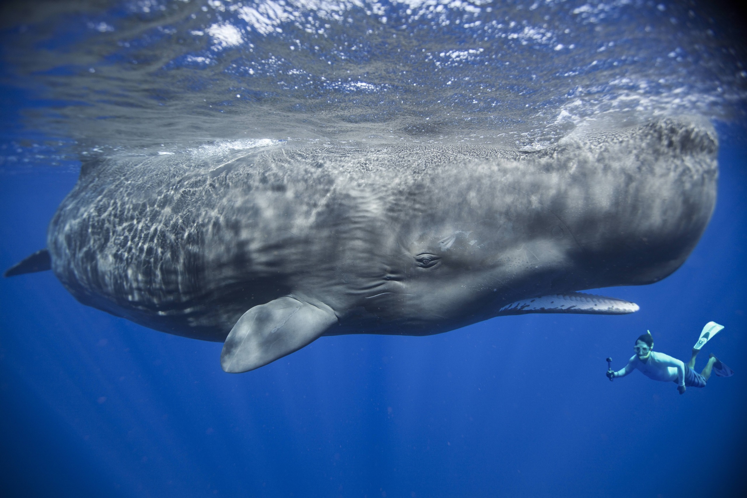 A large sperm whale swims underwater next to Patrick, a snorkeler holding a camera, capturing the moment. The ocean is a deep blue, and rays of sunlight penetrate the water, highlighting the whale's massive body.