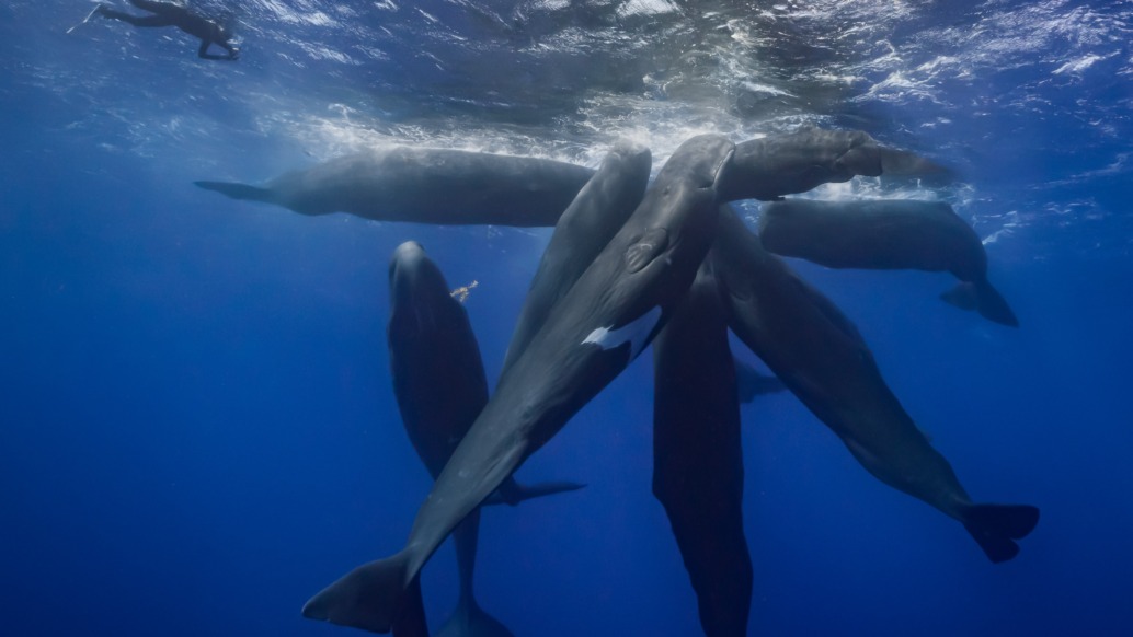 A group of sperm whales are clustered together in a star-like formation underwater. Nearby, Patrick, the diver, observes the awe-inspiring scene in the deep blue ocean. Sunlight penetrates the surface, illuminating "Patrick and the whale" for a truly serene view.