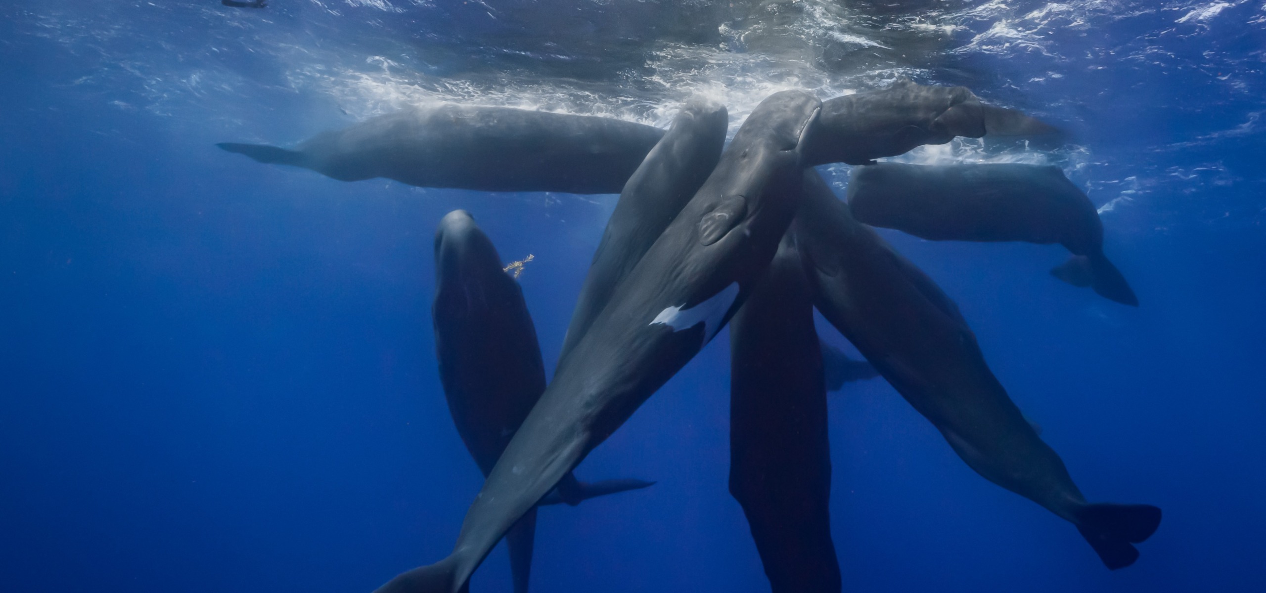 A group of sperm whales are clustered together in a star-like formation underwater. Nearby, Patrick, the diver, observes the awe-inspiring scene in the deep blue ocean. Sunlight penetrates the surface, illuminating "Patrick and the whale" for a truly serene view.