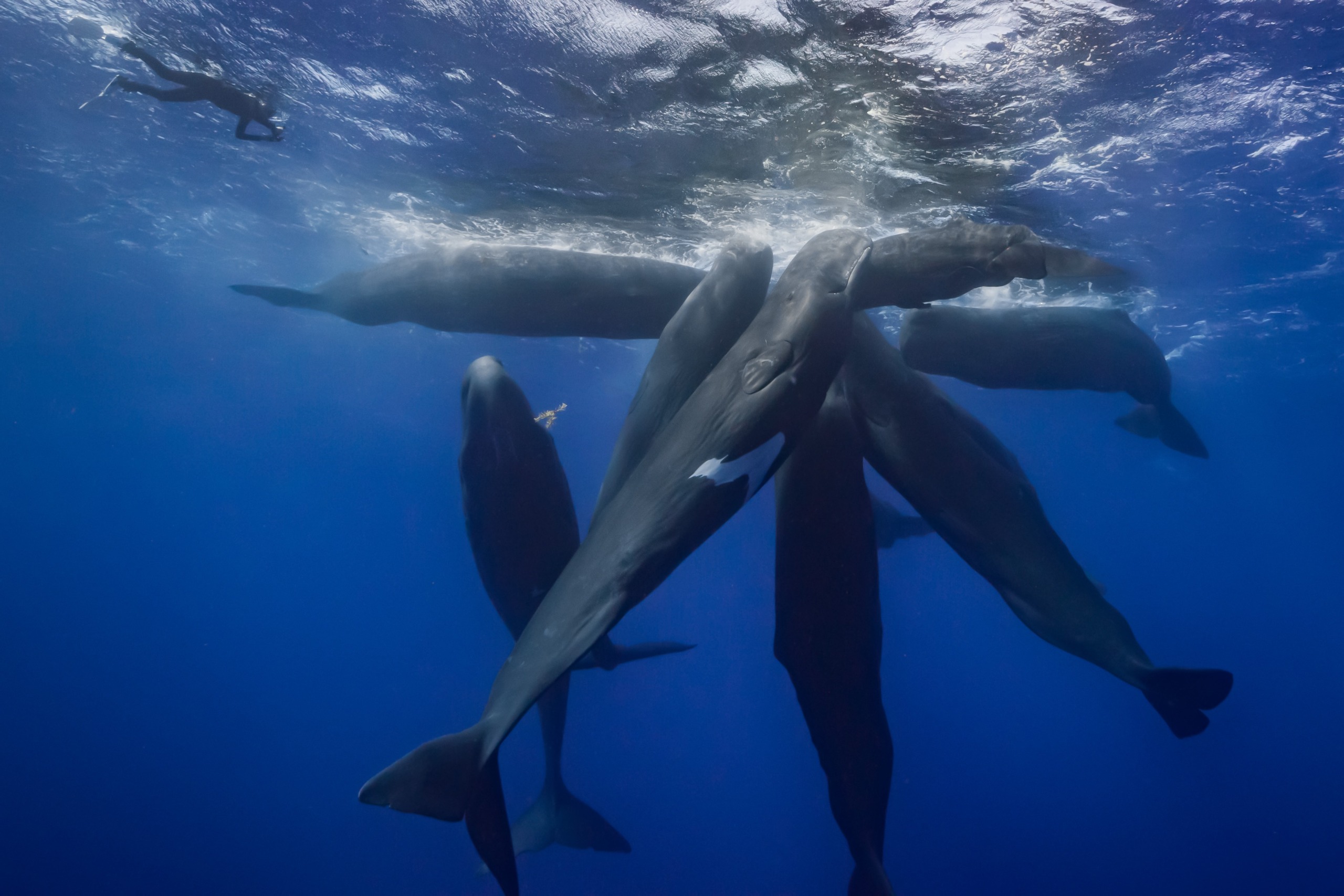 A group of sperm whales are clustered together in a star-like formation underwater. Nearby, Patrick, the diver, observes the awe-inspiring scene in the deep blue ocean. Sunlight penetrates the surface, illuminating 