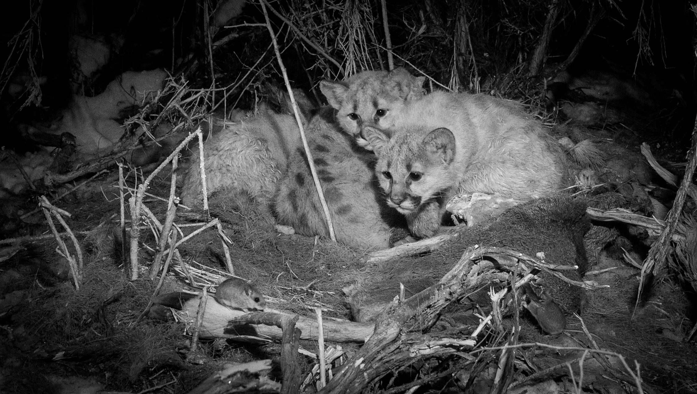 A black-and-white photo captures two mountain lion cubs nestled together in a wooded area of California. The cubs, with their spotted coats, are partially hidden by branches and foliage as a small rodent scurries nearby.