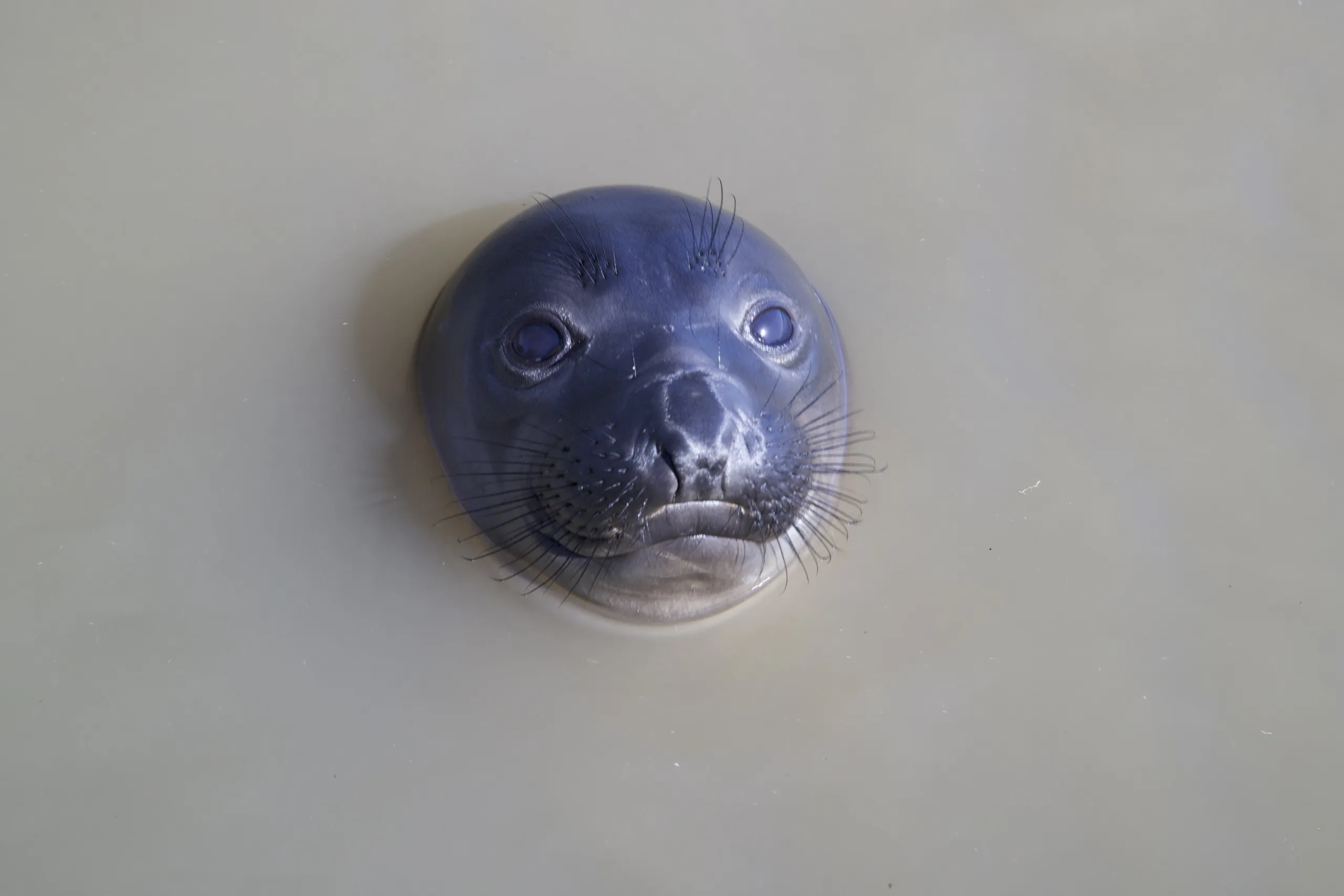 A California seal pokes its head above the water, its whiskers prominent and eyes large and curious, surrounded by a muted, murky surface.