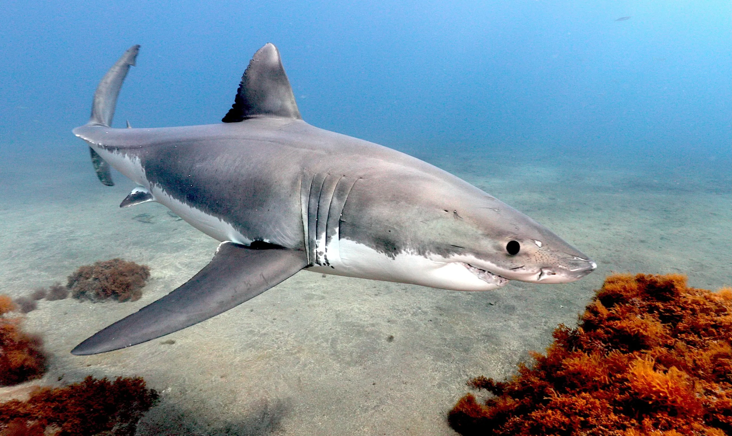 A great white shark glides near the ocean floor off the coast of California, surrounded by patches of brown seaweed. The clear blue water highlights the shark's gray body and prominent dorsal fin as it moves gracefully through the sea.