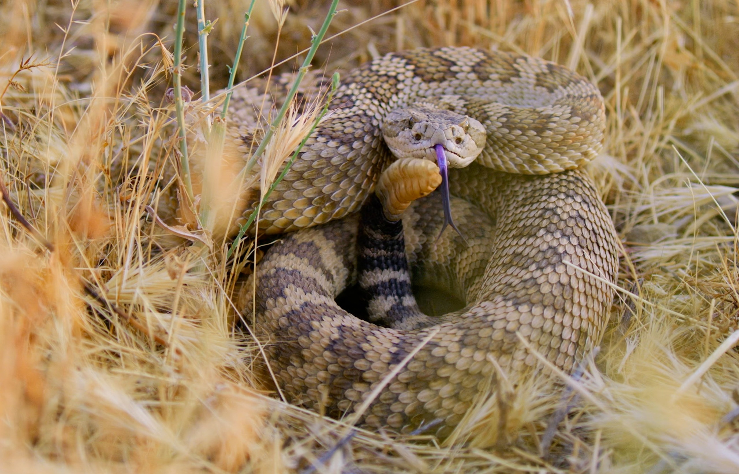 In the dry grass of California, a rattlesnake coils on the ground. Its head is raised, mouth slightly open with its tongue flicking out. The scales display a mix of brown and tan patterns, while subtle hints of its rattle are visible at the tail end.