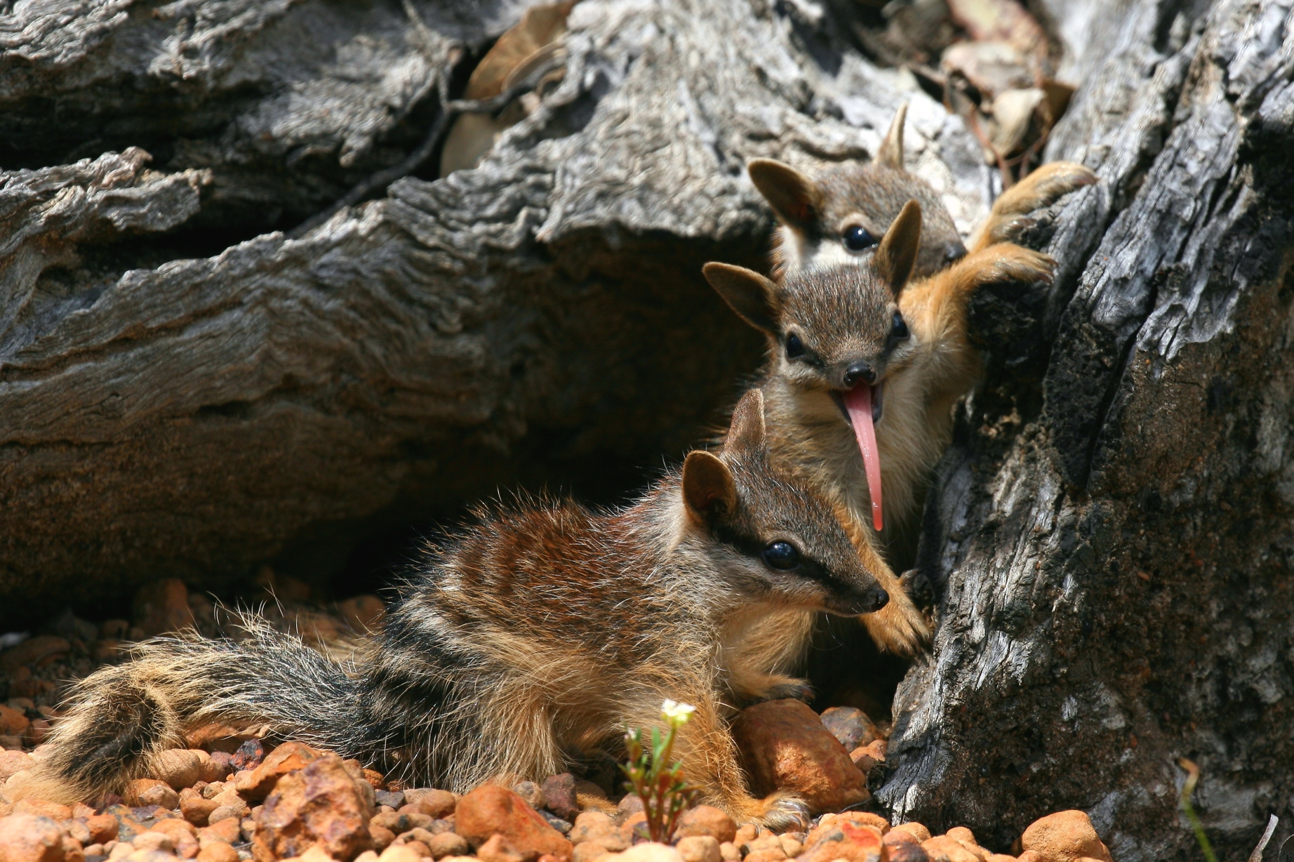 Three little numbat pups play among rocks and a fallen log. One sticks out its long tongue, while the others explore their surroundings. The cute scene is set on a ground of scattered pebbles, with their bushy tails visible.