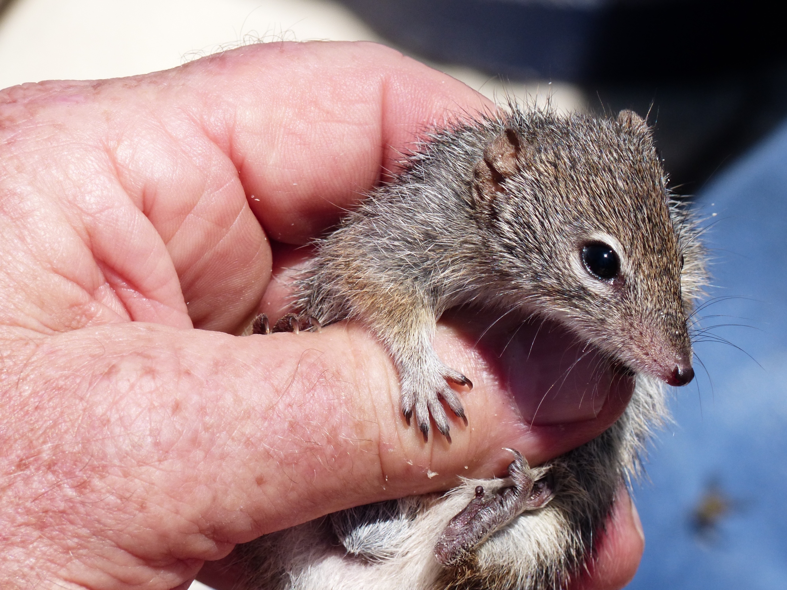 A close-up image of a cute, small, gray-brown marsupial with large eyes and a pointed snout, being gently held in a person's hand. The hand's texture and the little animal's fur are clearly visible.