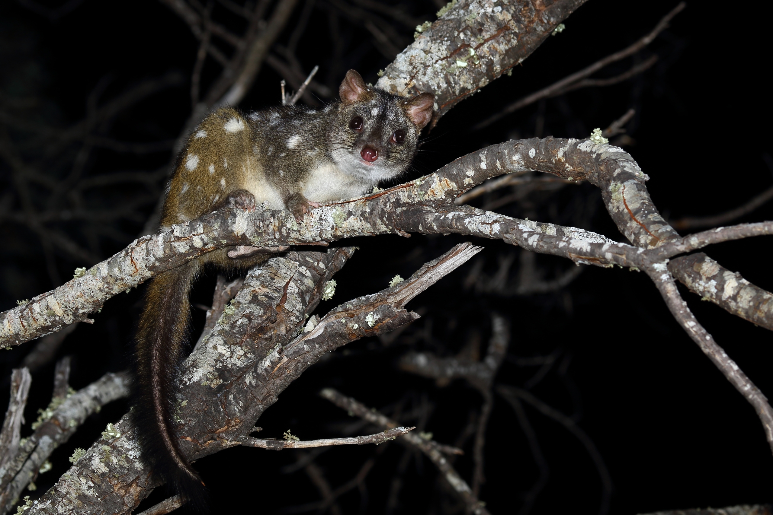 A cute little spotted quoll, a marsupial with white spots, is perched on a tree branch at night against a dark background. Its large eyes and ears are prominent as it looks towards the camera, embodying nature's stealthy little killer.