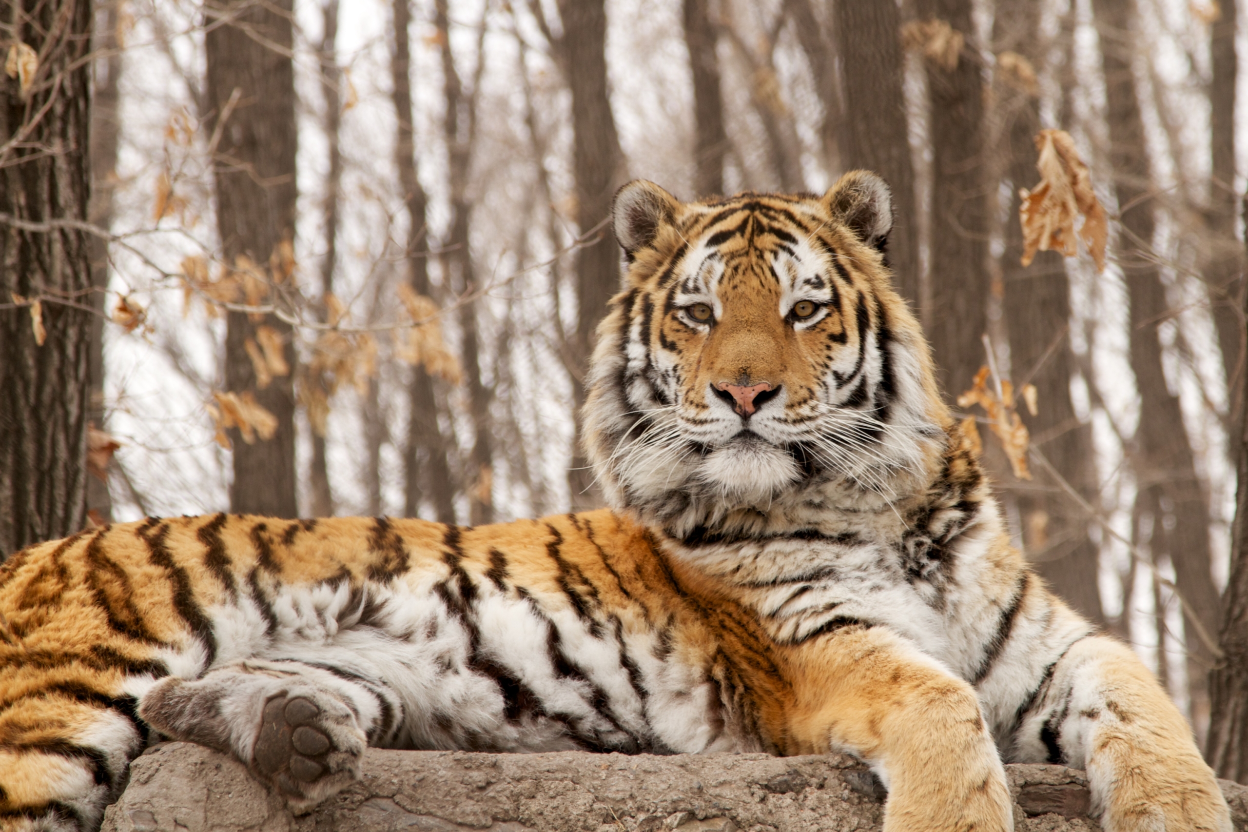 A majestic tiger lies on a rock, its striking orange and black fur contrasting with the winter forest's bare trees. The tiger's gaze is directed forward, highlighting its white chest. Dry leaves cling to the branches around this mesmerizing predator.