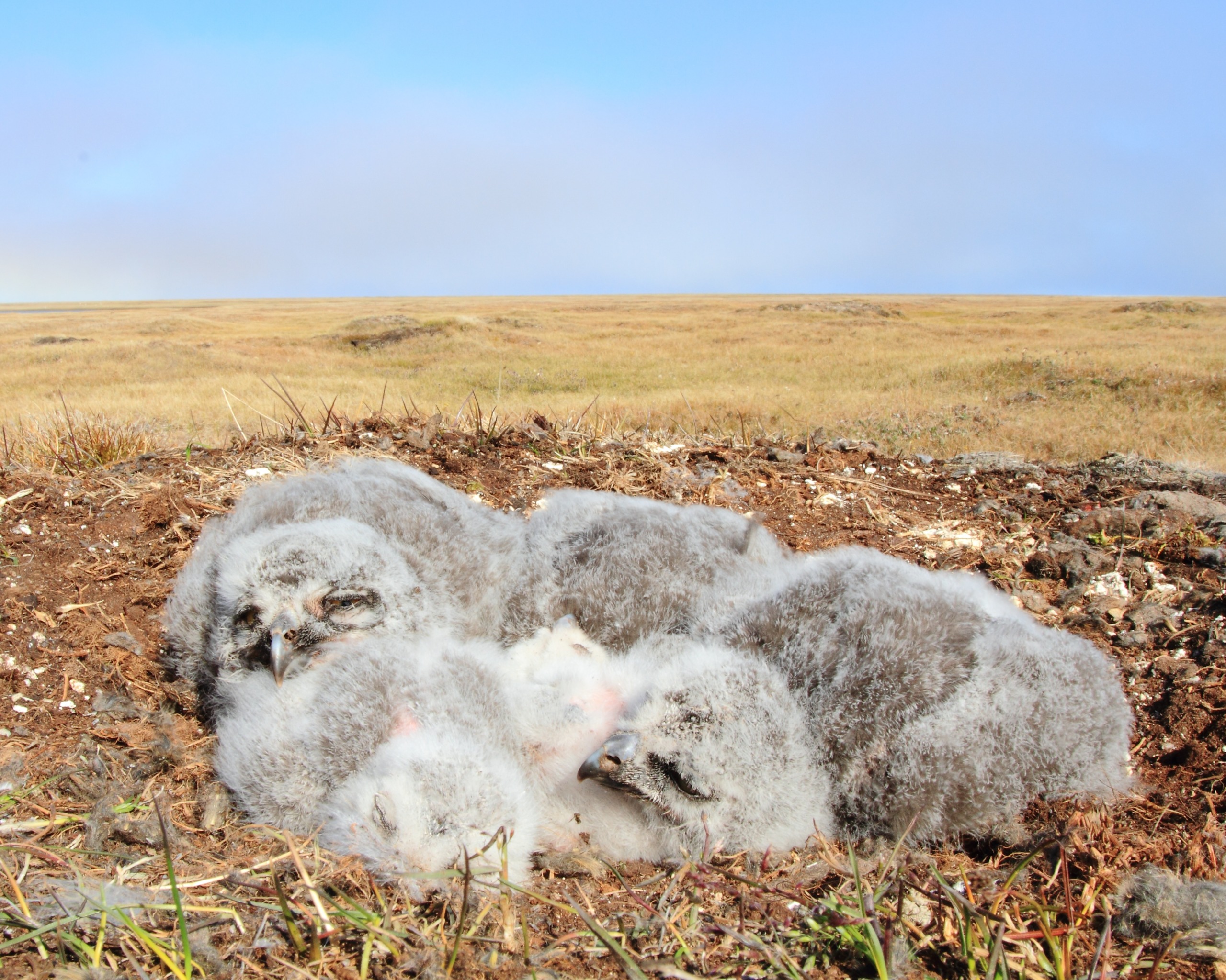 Four fluffy baby snowy owls rest in a grassy field under a clear blue sky.