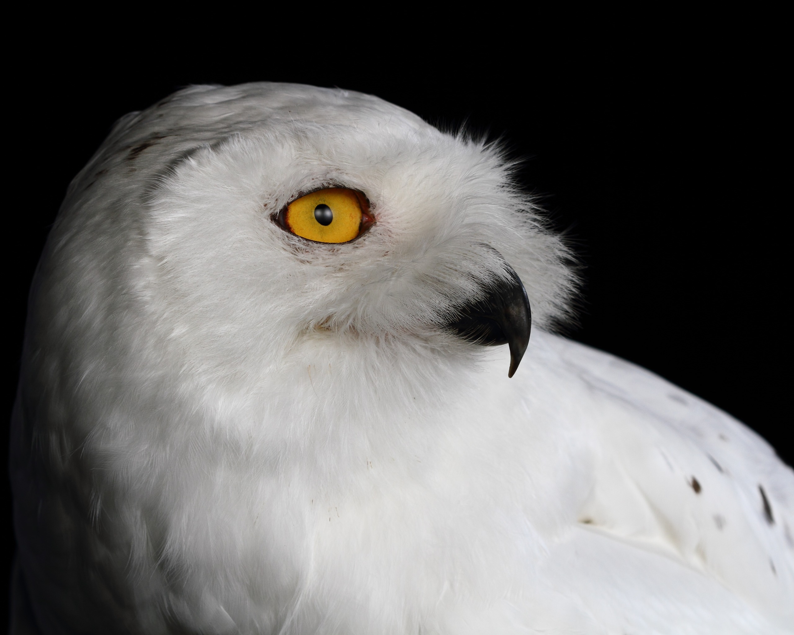 A snowy owl with striking yellow eyes and white feathery plumage stands against a black background. Facing slightly to the right, it showcases its curved beak.