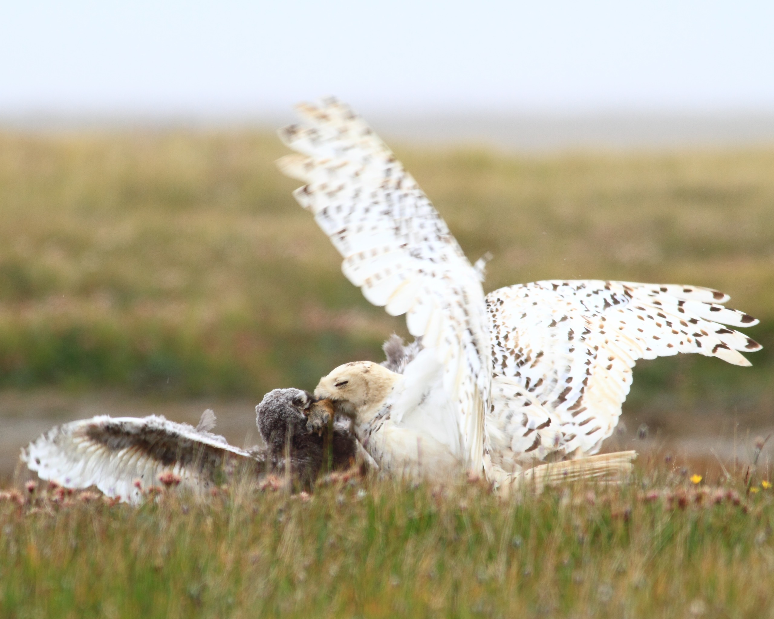 A snowy owl with its distinctive white and black-speckled feathers is majestically perched on the grassy ground, wings spread wide. It engages with a brown bird, partially visible among the grass, set against a beautifully blurred natural landscape.