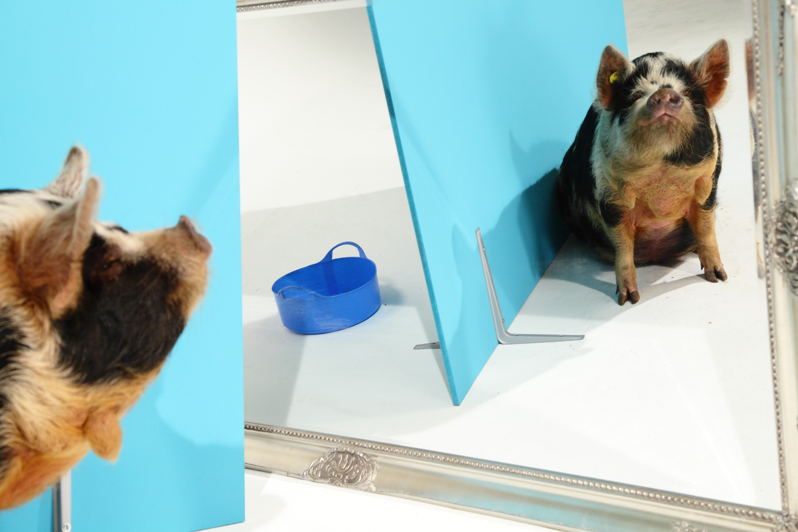 A curious pig stands in front of a large mirror, gazing at its reflection. With a hint of wonder, the bright room's blue backdrop and matching blue container frame this charming scene with pigs exploring their own image.